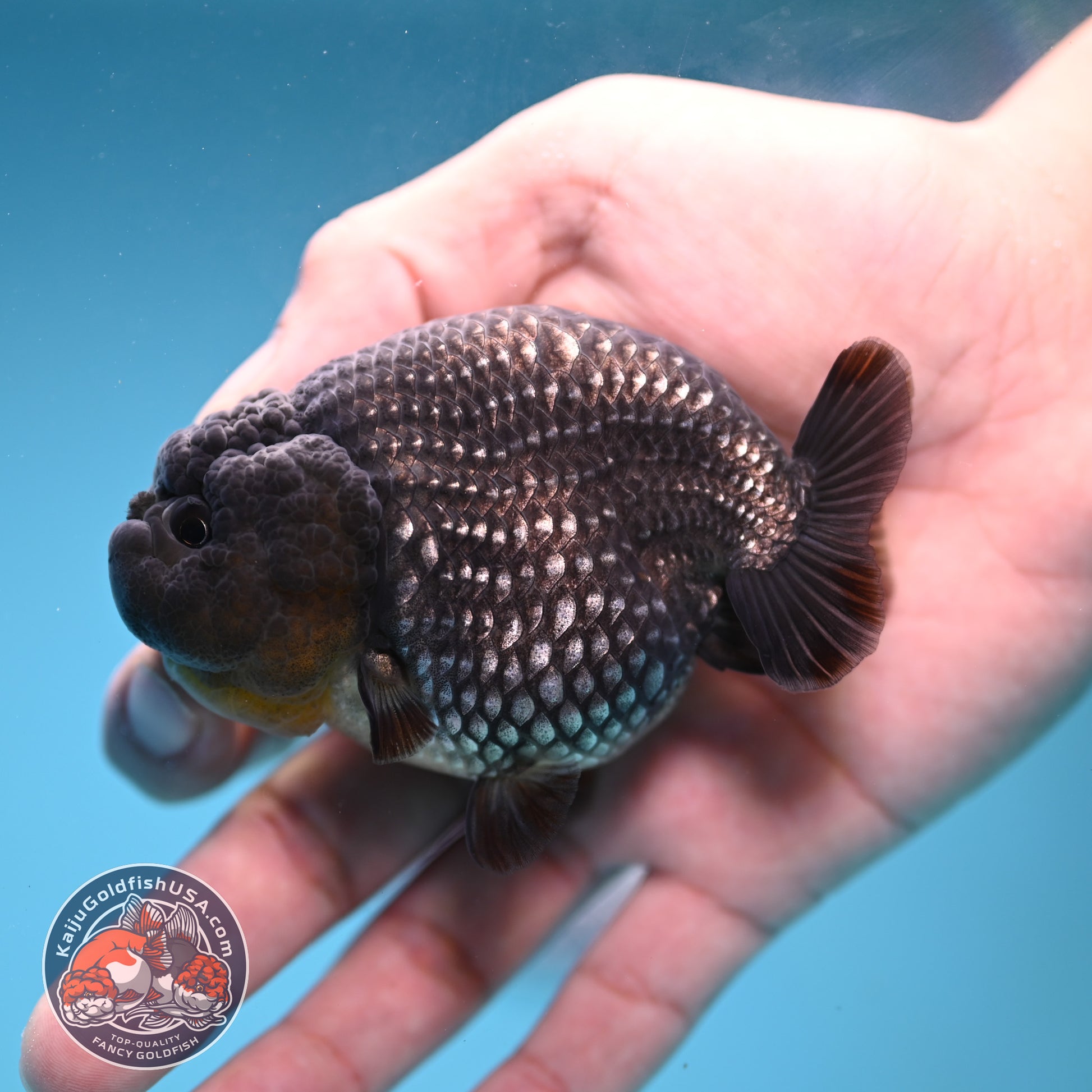 AAA Grade Platinum Ranchu 3.2 inch Body (251219_RC05)