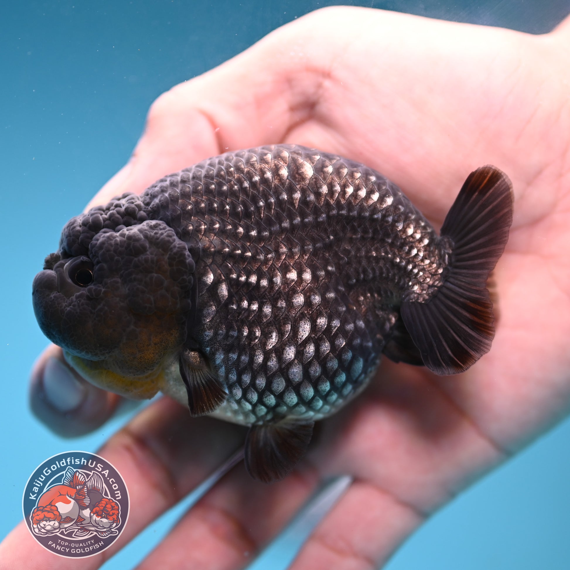 AAA Grade Platinum Ranchu 3.2 inch Body (251219_RC05)