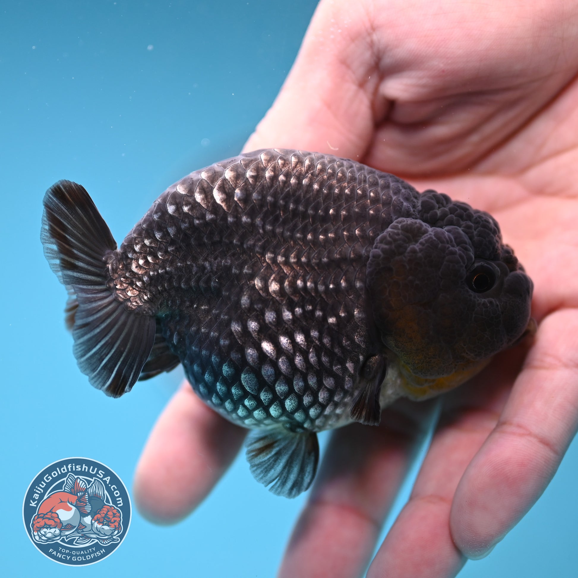 AAA Grade Platinum Ranchu 3.2 inch Body (251219_RC05)