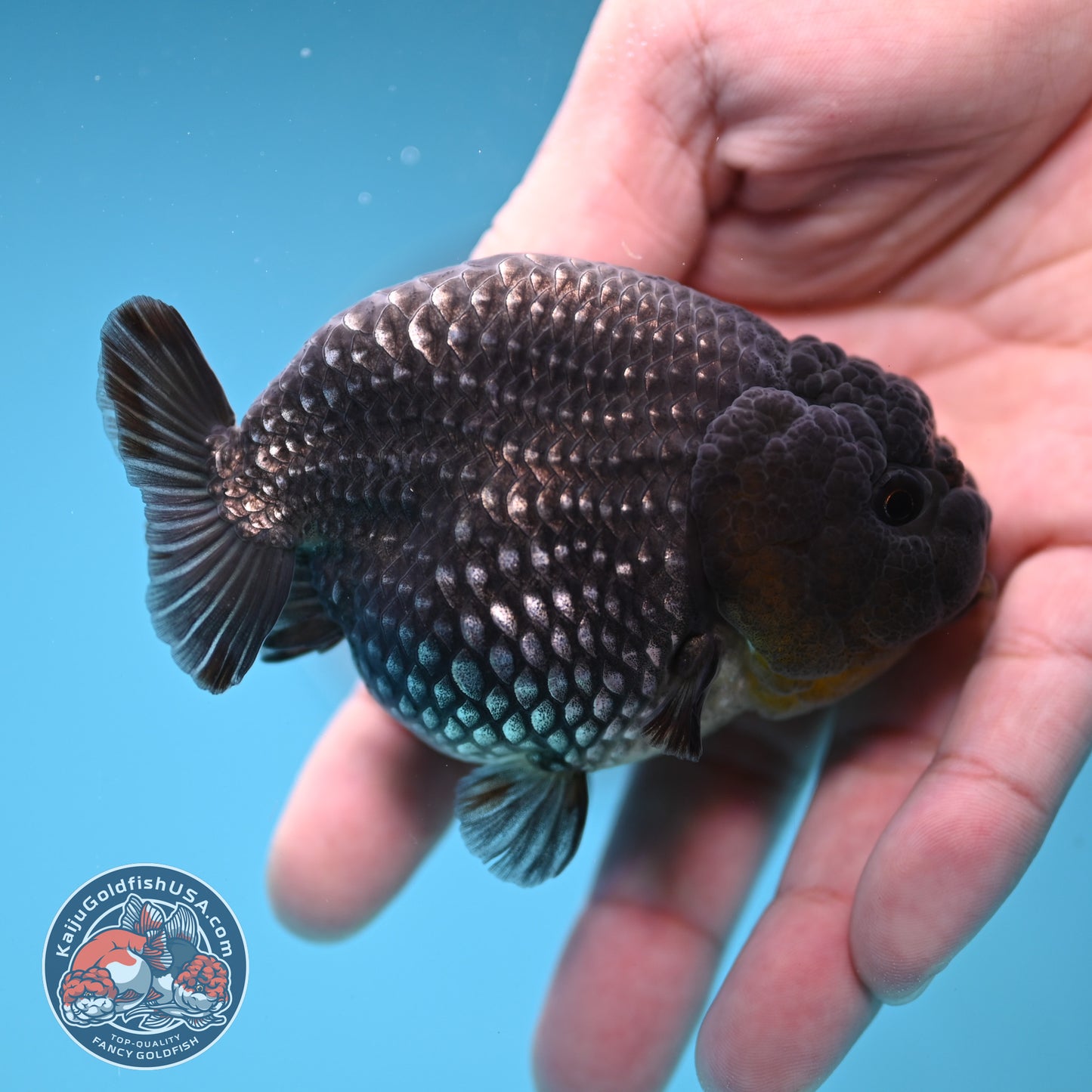 AAA Grade Platinum Ranchu 3.2 inch Body (251219_RC05)