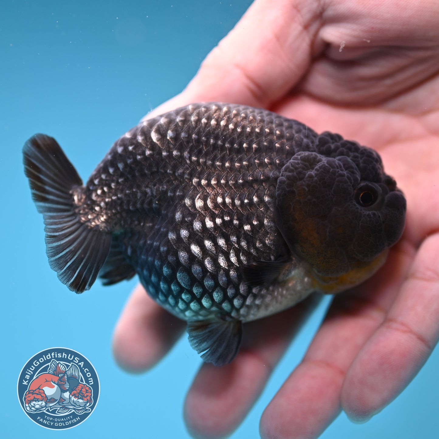AAA Grade Platinum Ranchu 3.2 inch Body (251219_RC05)