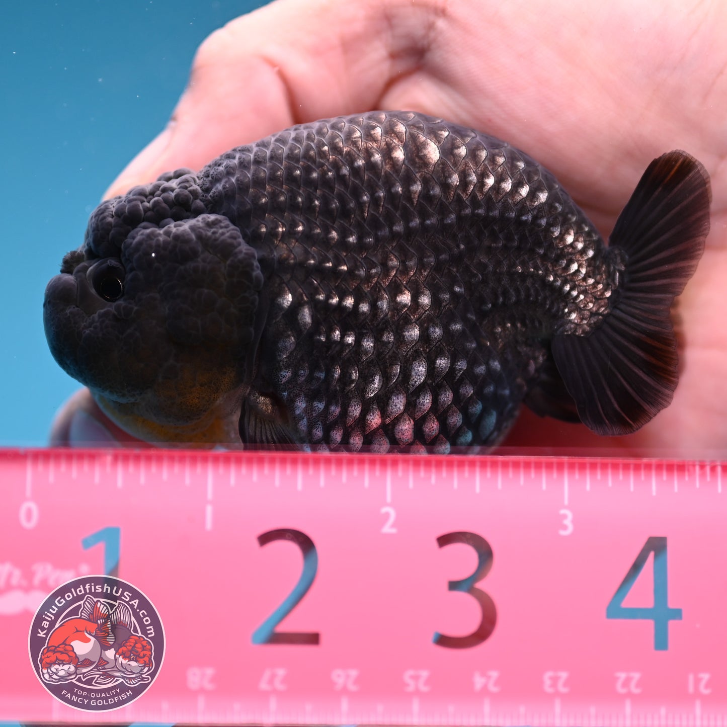 AAA Grade Platinum Ranchu 3.2 inch Body (251219_RC05)