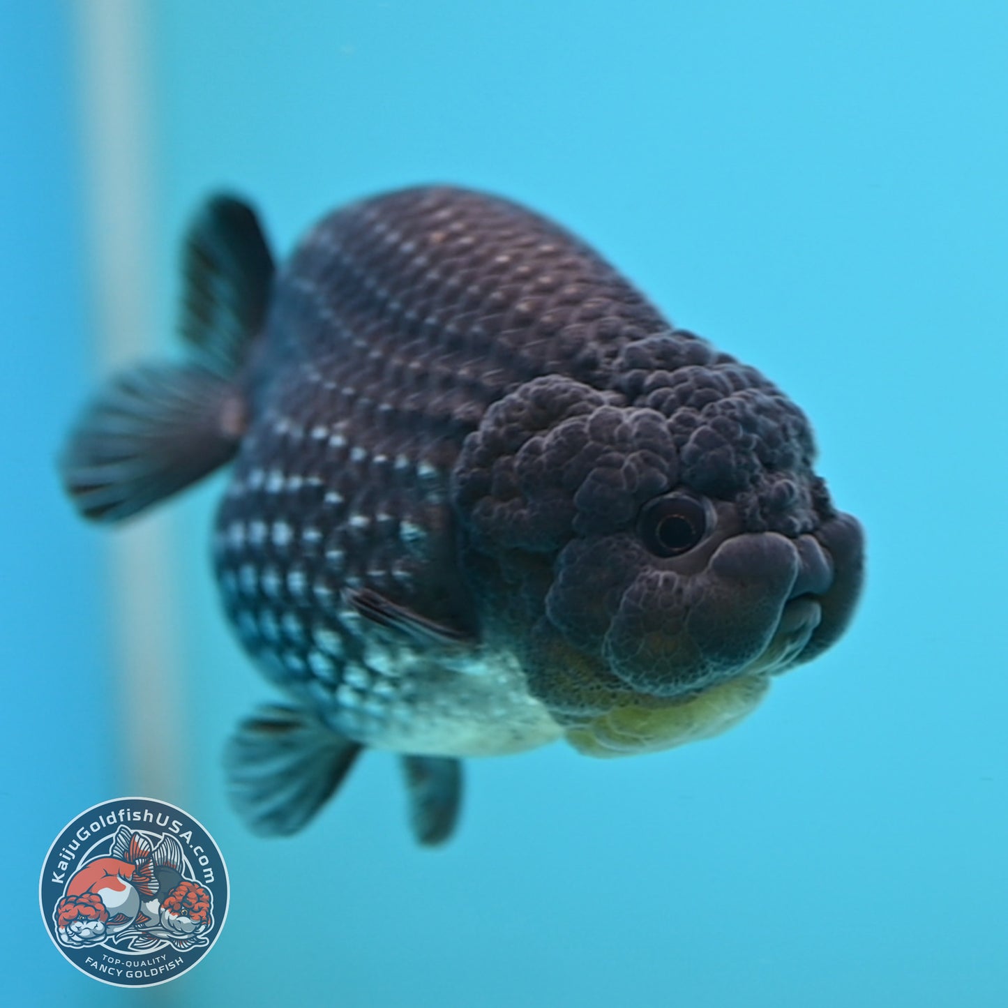 AAA Grade Platinum Ranchu 3.2 inch Body (251219_RC05)