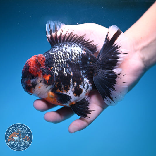 AAA Grade Red Head Kirin Orchid Tail Oranda 4 inch Body (260821_OR01)