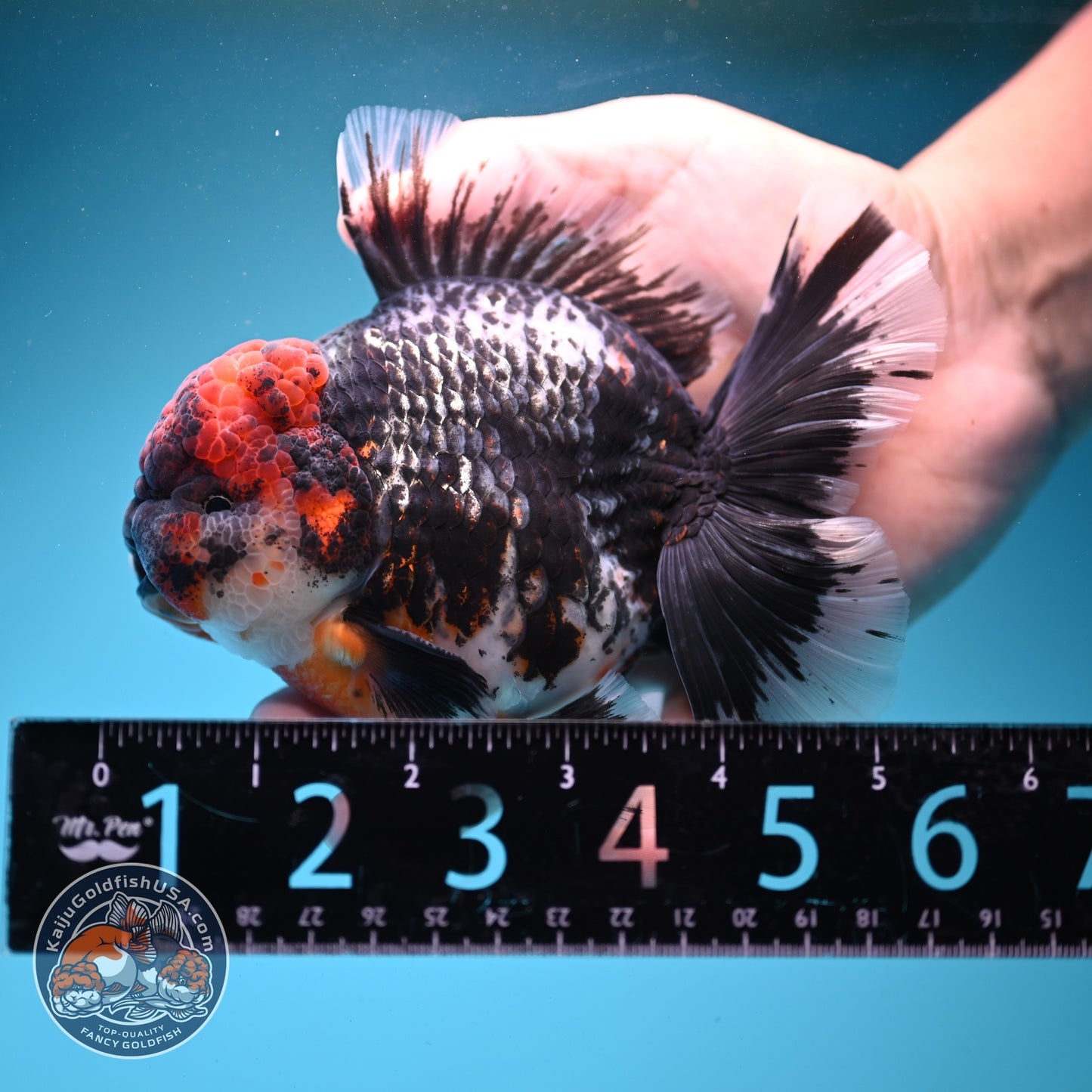 AAA Grade Red Head Kirin Orchid Tail Oranda 4 inch Body (260821_OR01)