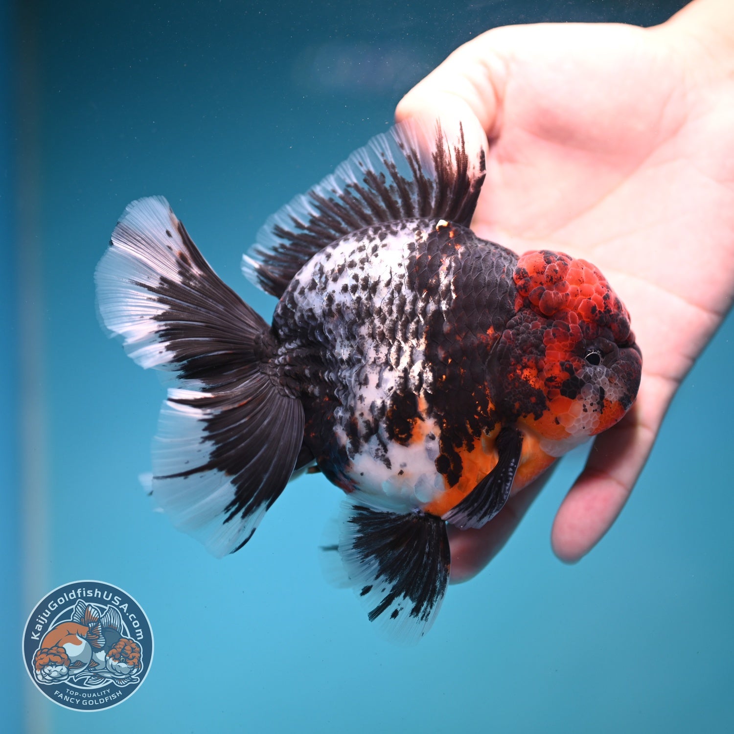AAA Grade Red Head Kirin Orchid Tail Oranda 4 inch Body (260821_OR01)