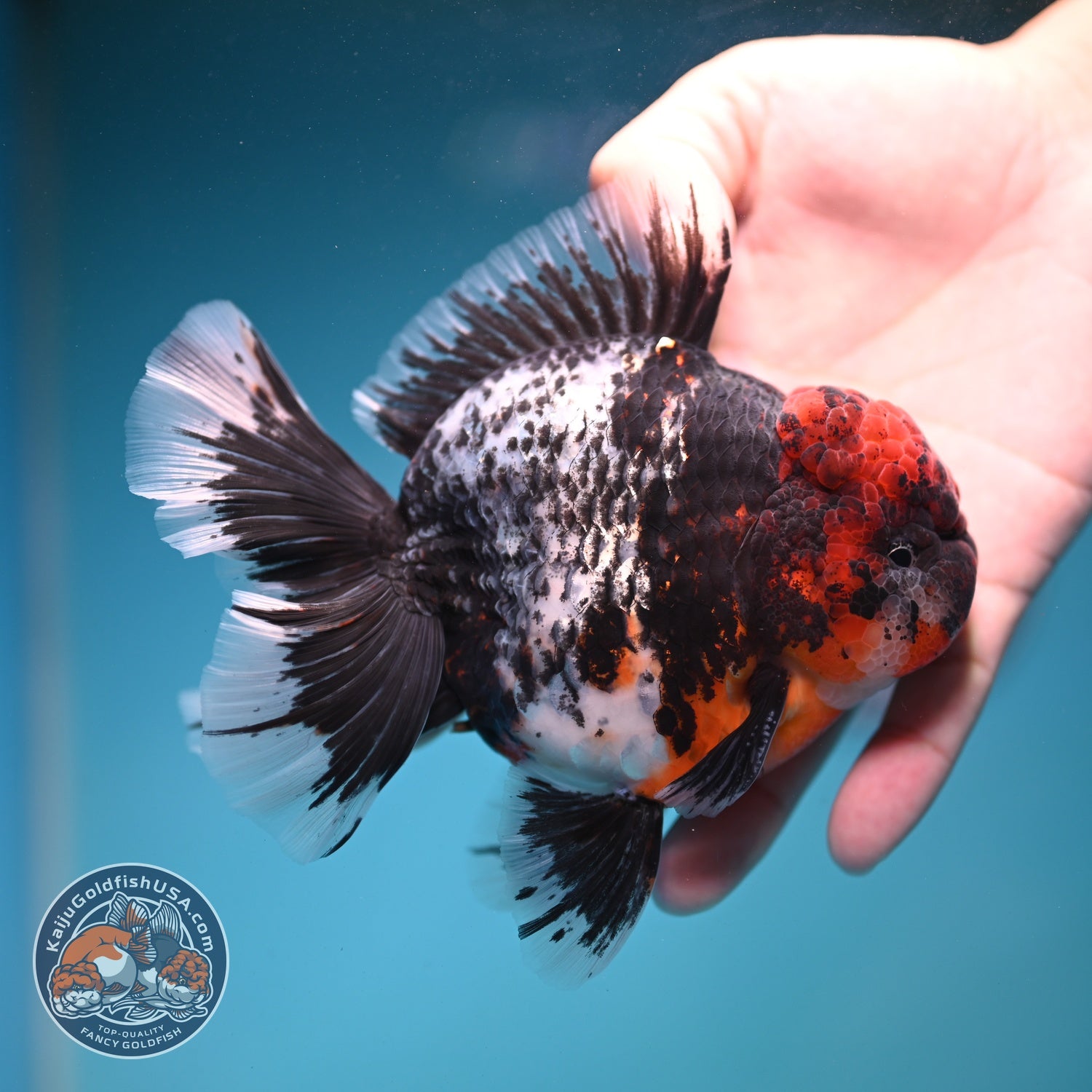 AAA Grade Red Head Kirin Orchid Tail Oranda 4 inch Body (260821_OR01)