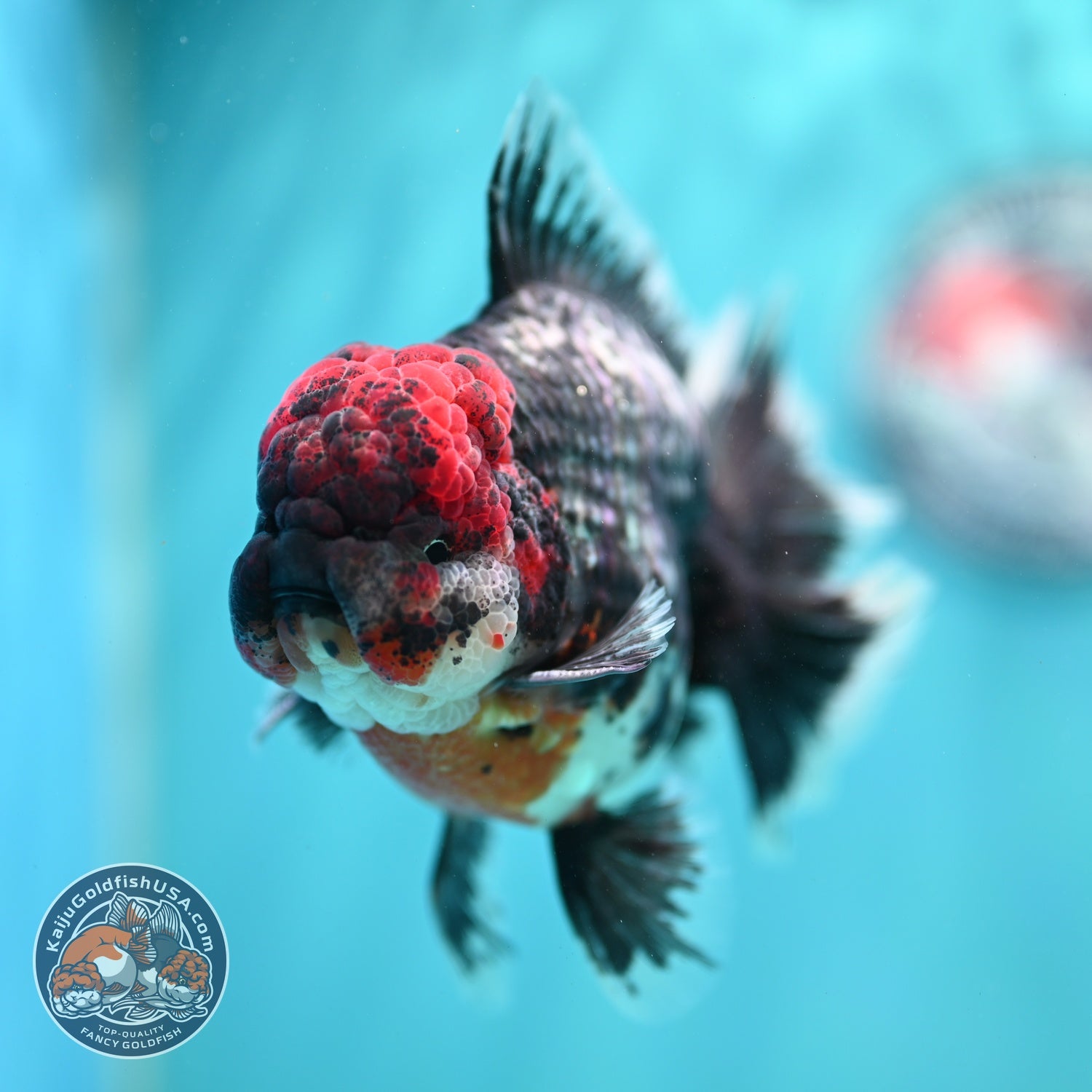 AAA Grade Red Head Kirin Orchid Tail Oranda 4 inch Body (260821_OR01)