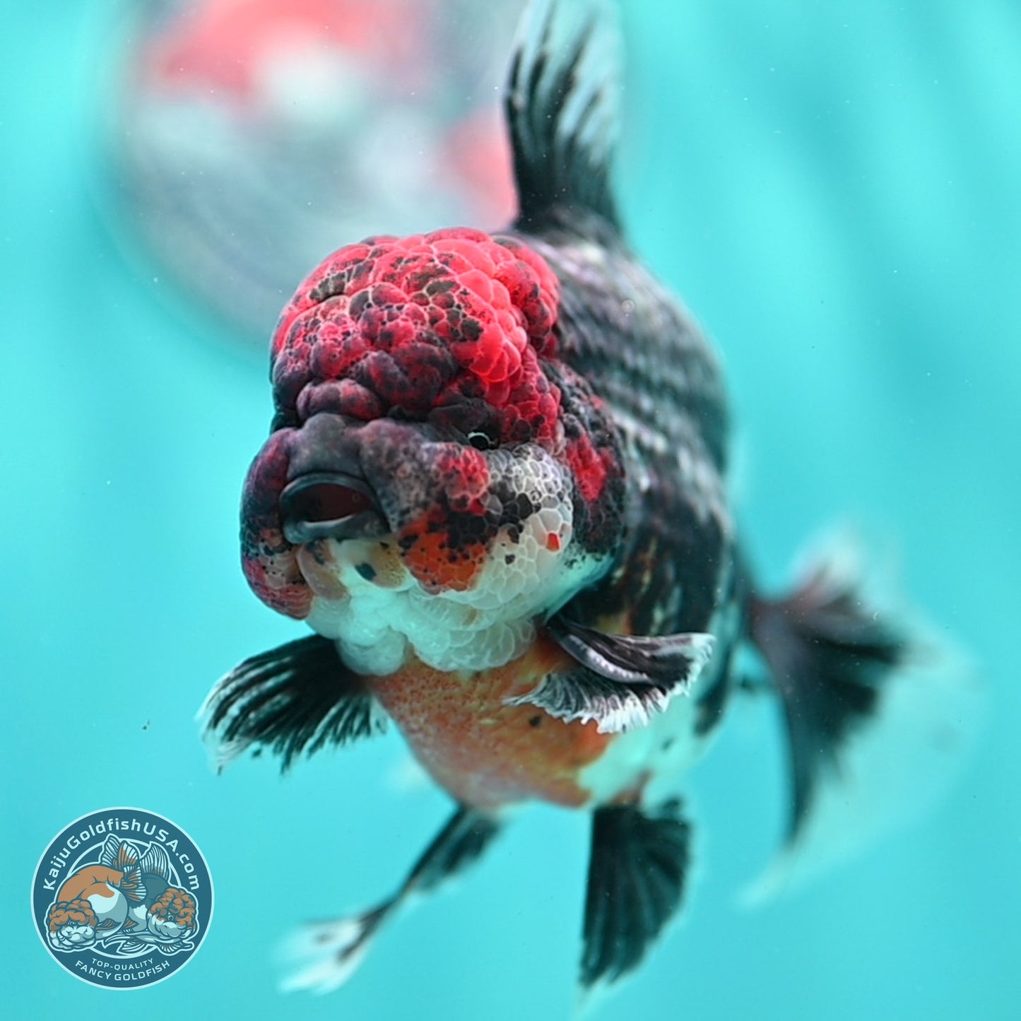 AAA Grade Red Head Kirin Orchid Tail Oranda 4 inch Body (260821_OR01)