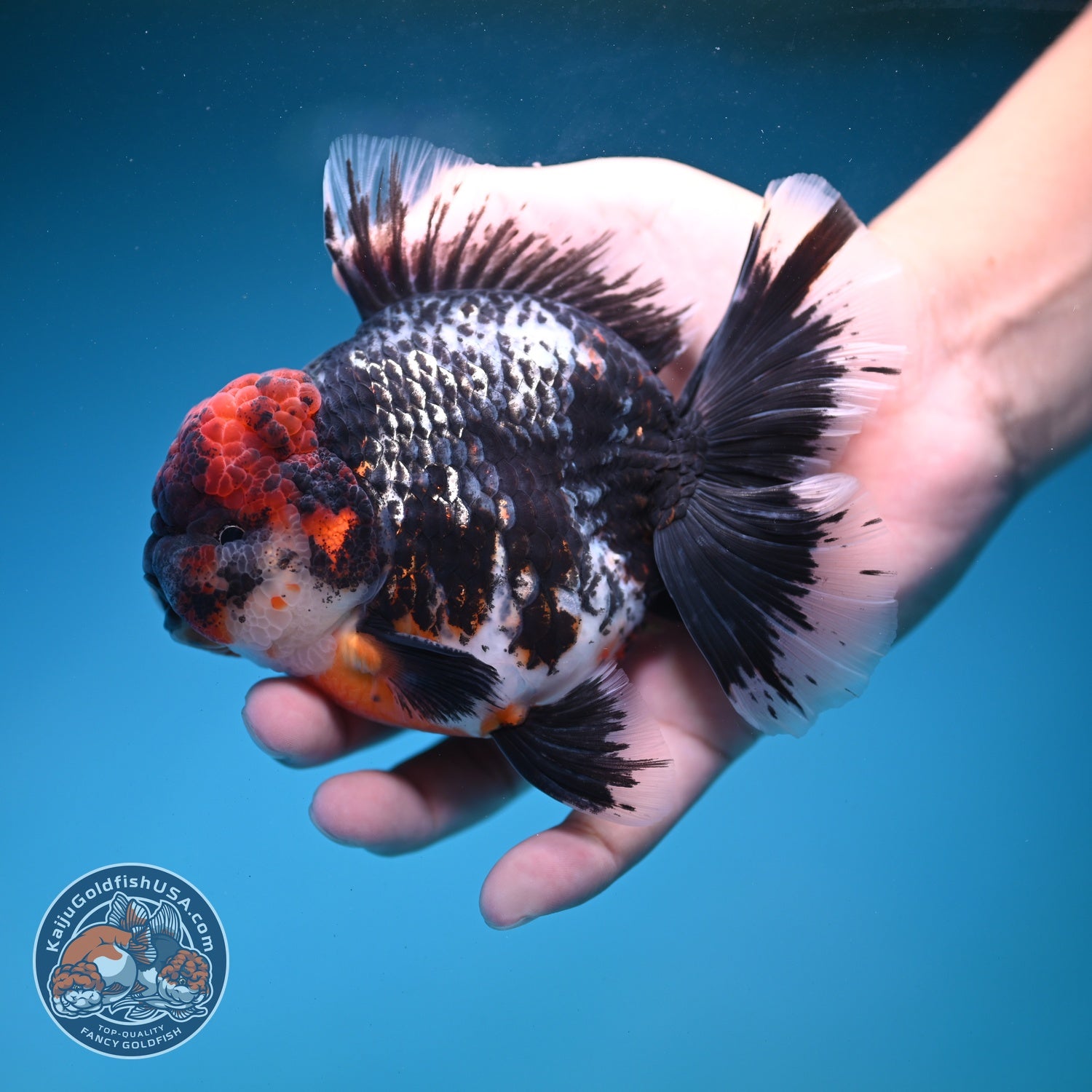 AAA Grade Red Head Kirin Orchid Tail Oranda 4 inch Body (260821_OR01)