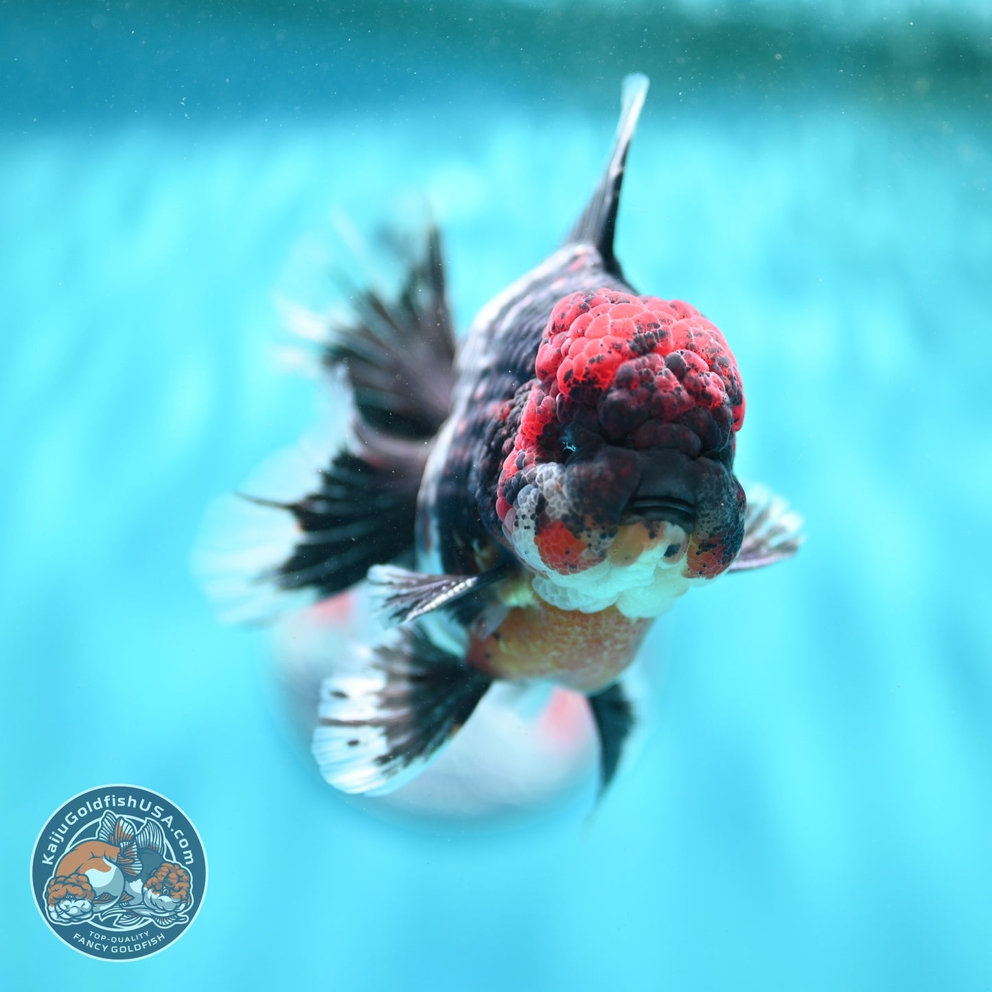 AAA Grade Red Head Kirin Orchid Tail Oranda 4 inch Body (260821_OR01)