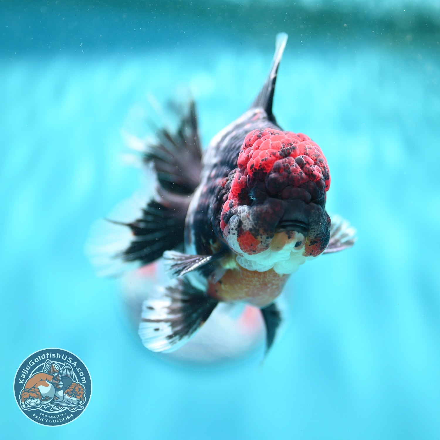 AAA Grade Red Head Kirin Orchid Tail Oranda 4 inch Body (260821_OR01)