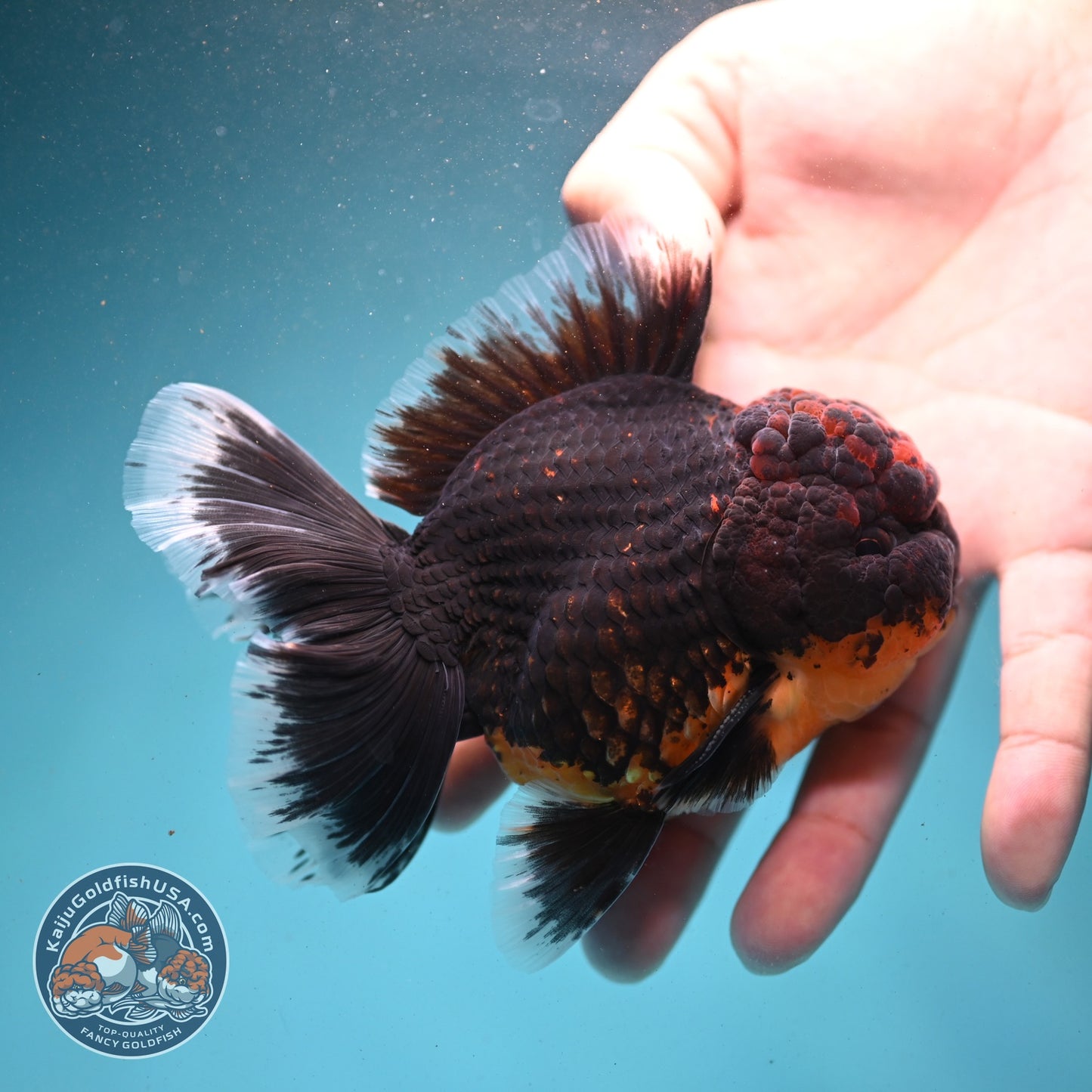 AAA Grade Red Kirin Rose Tail Oranda 3.5 inch Body (260807_OR01)