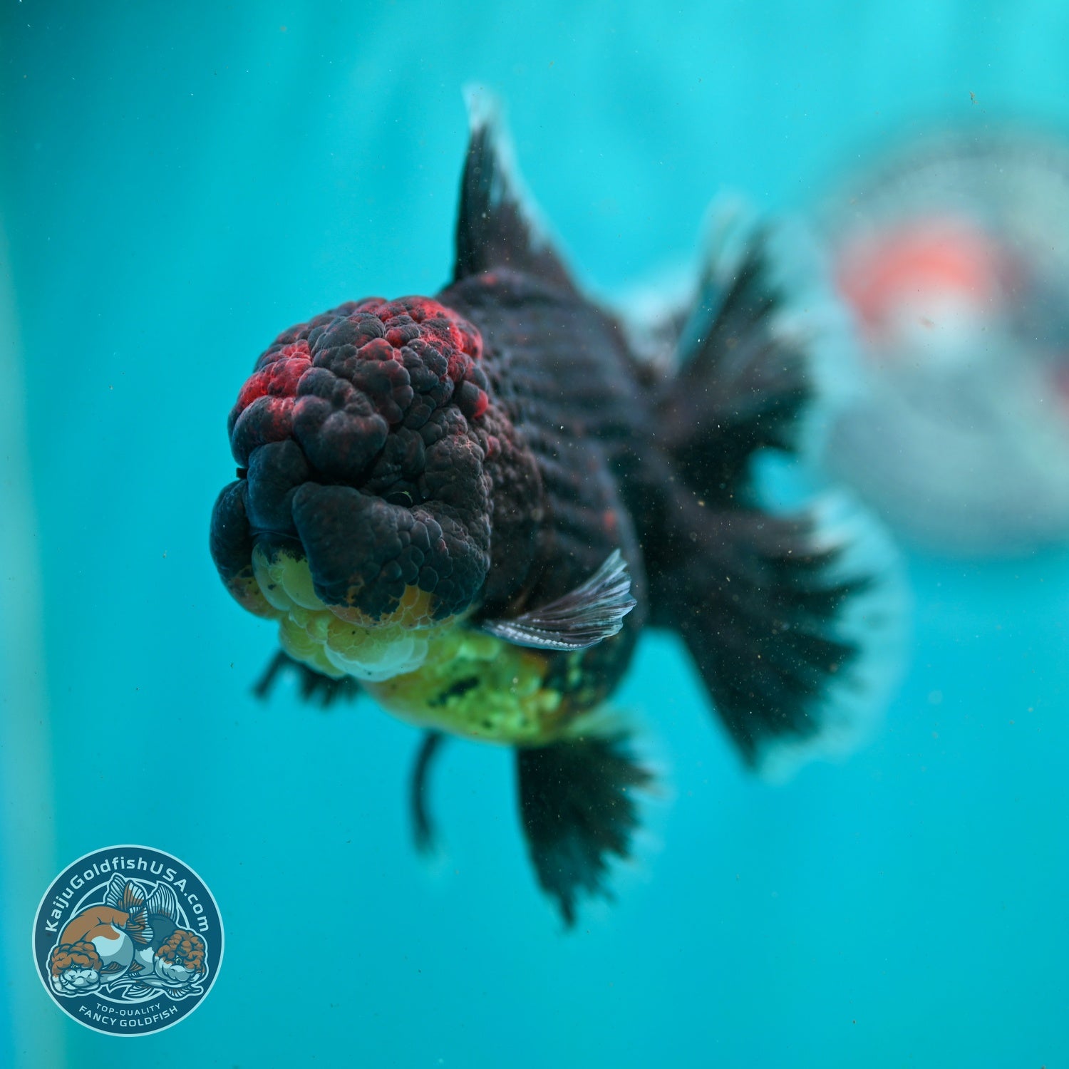 AAA Grade Red Kirin Rose Tail Oranda 3.5 inch Body (260807_OR01)