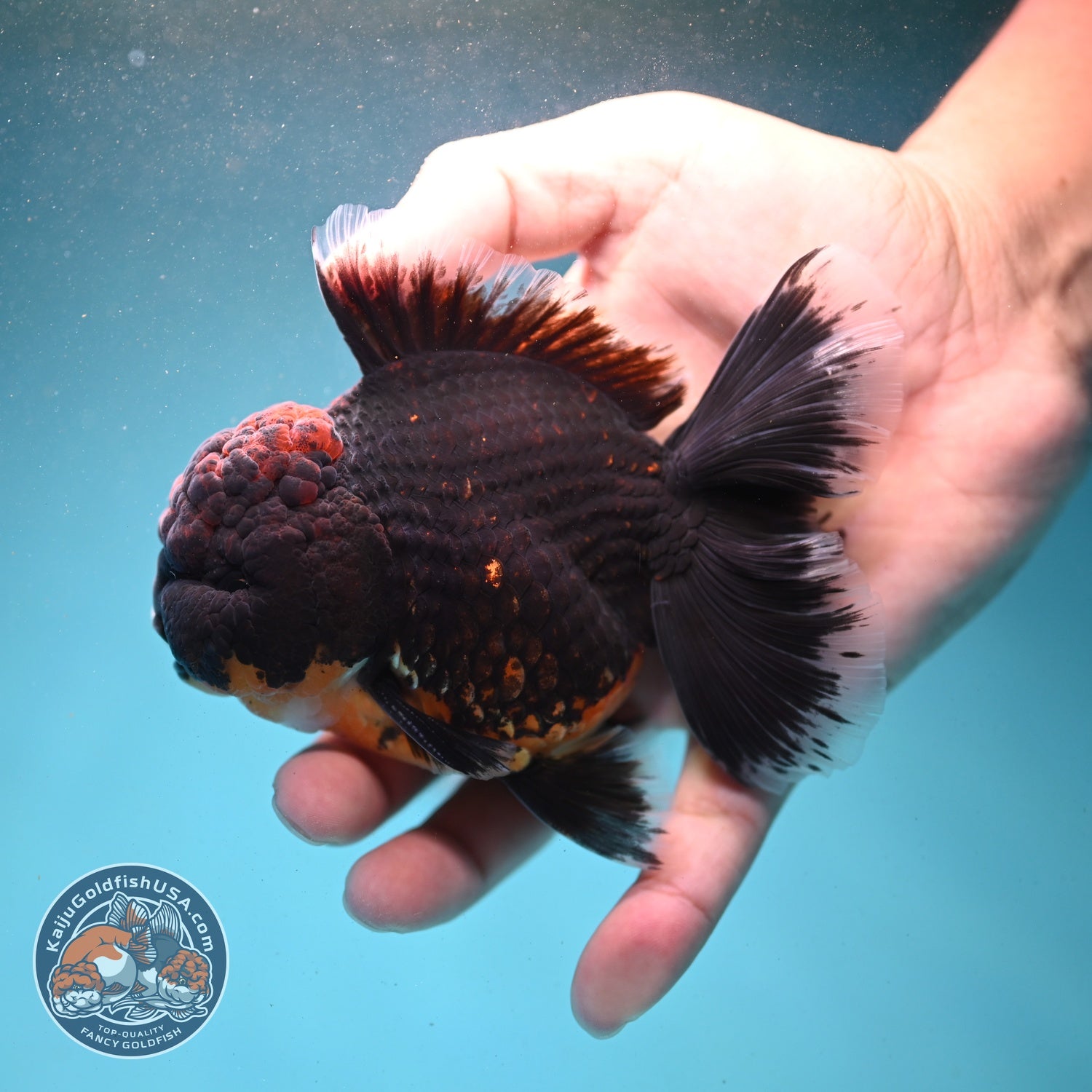 AAA Grade Red Kirin Rose Tail Oranda 3.5 inch Body (260807_OR01)