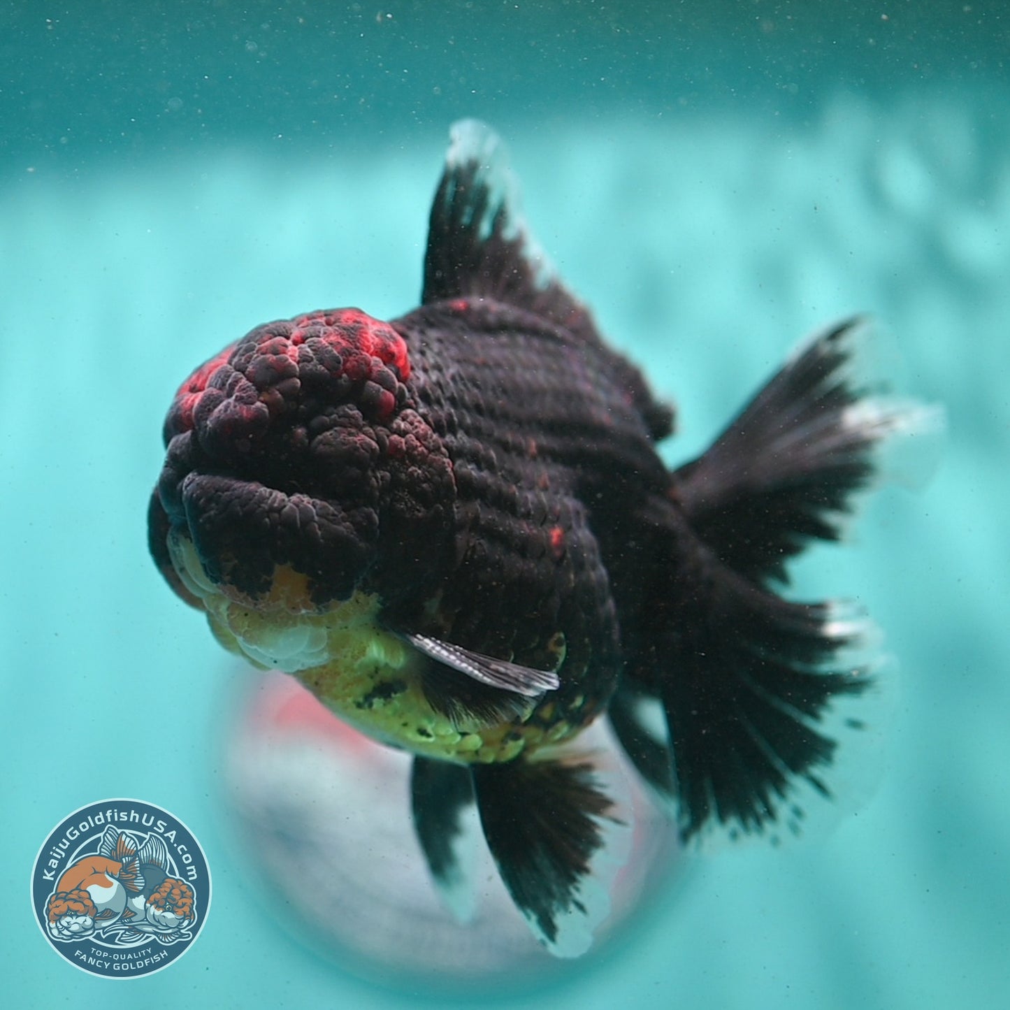 AAA Grade Red Kirin Rose Tail Oranda 3.5 inch Body (260807_OR01)