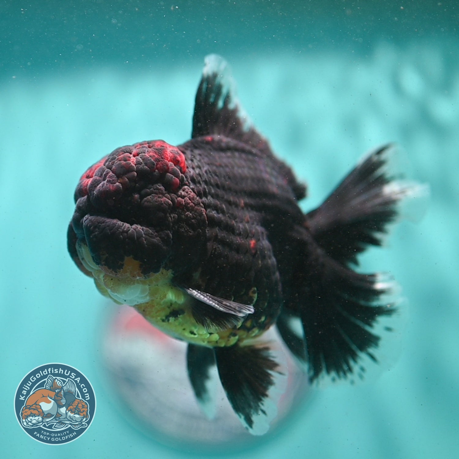 AAA Grade Red Kirin Rose Tail Oranda 3.5 inch Body (260807_OR01)