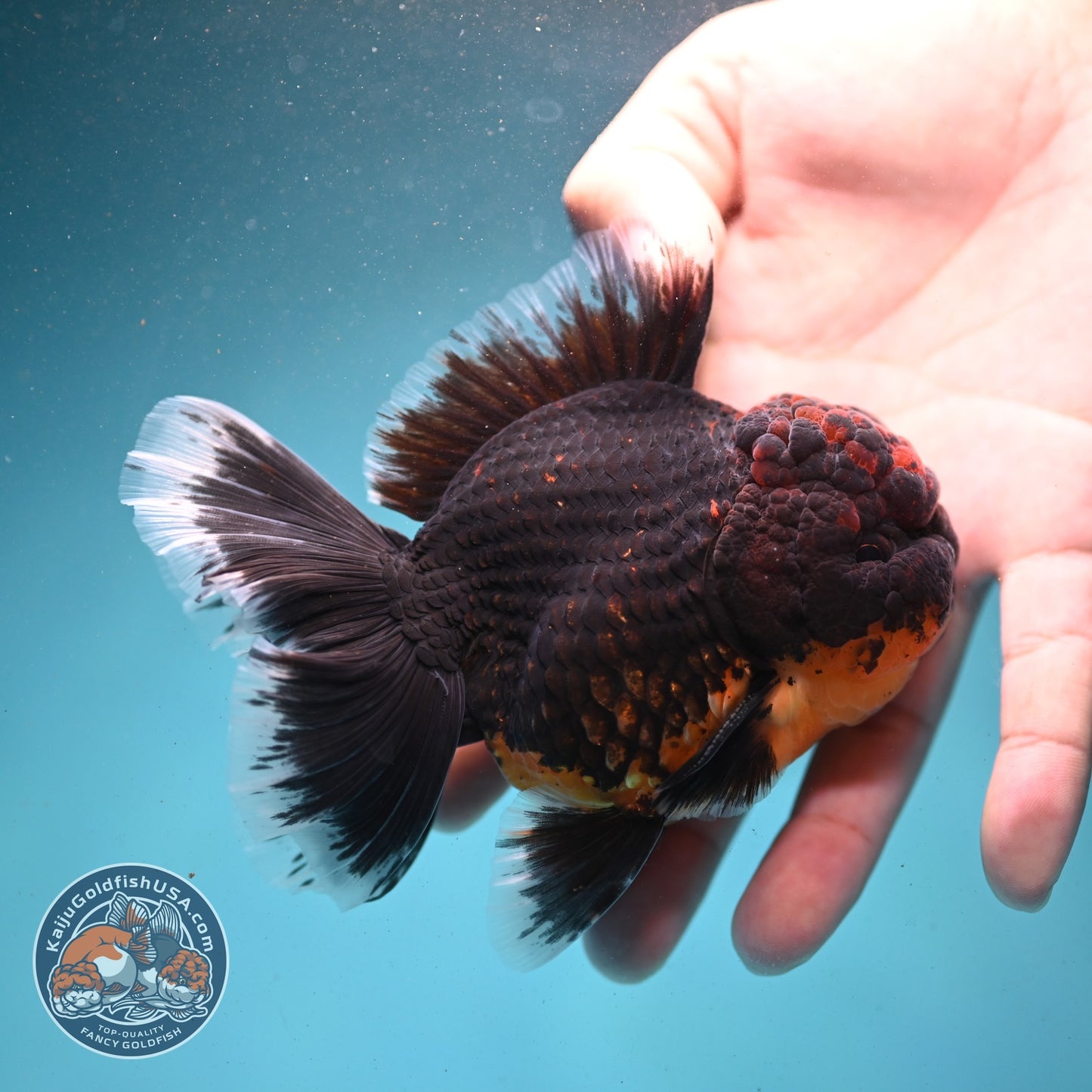 AAA Grade Red Kirin Rose Tail Oranda 3.5 inch Body (260807_OR01)