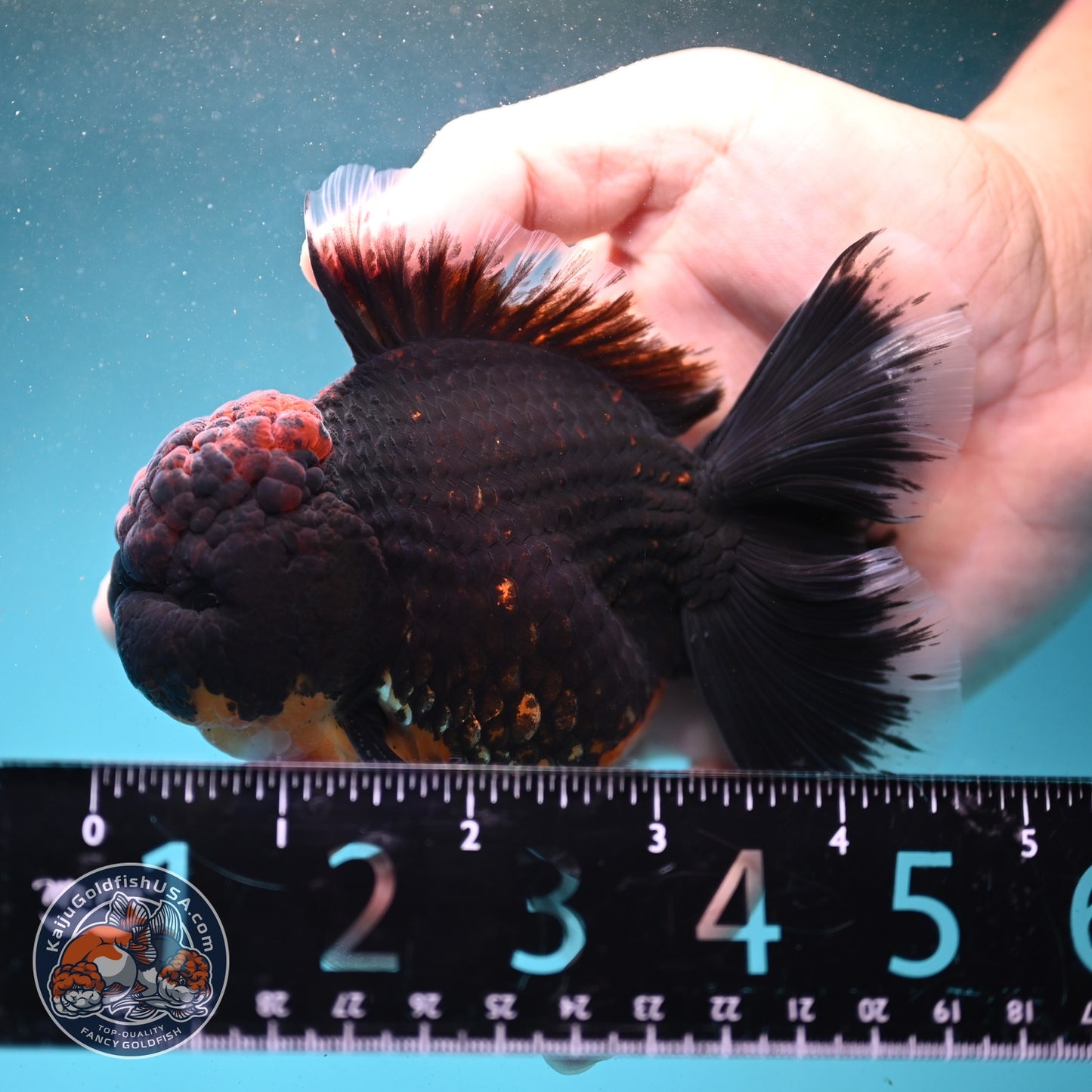 AAA Grade Red Kirin Rose Tail Oranda 3.5 inch Body (260807_OR01)