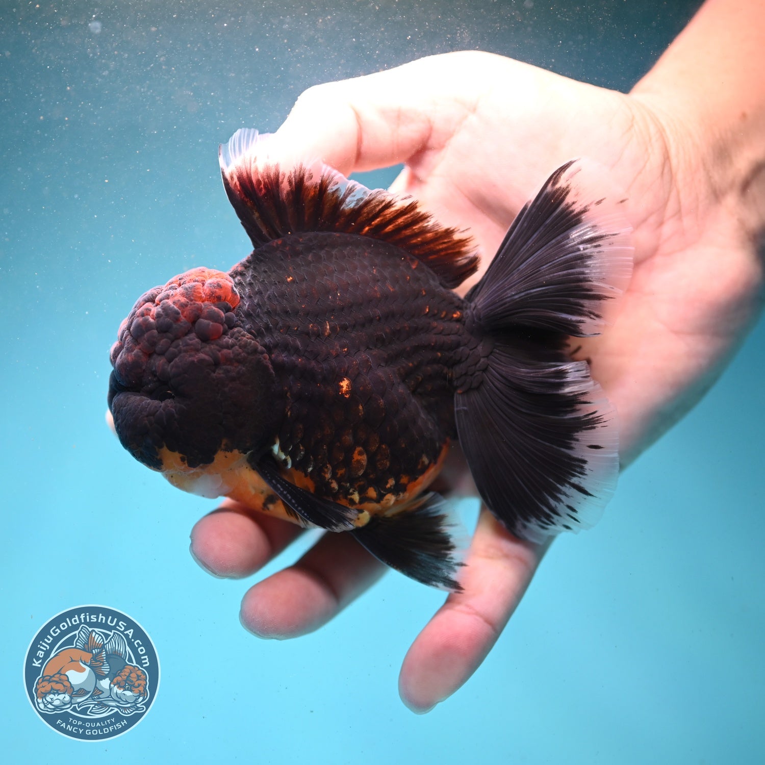AAA Grade Red Kirin Rose Tail Oranda 3.5 inch Body (260807_OR01)