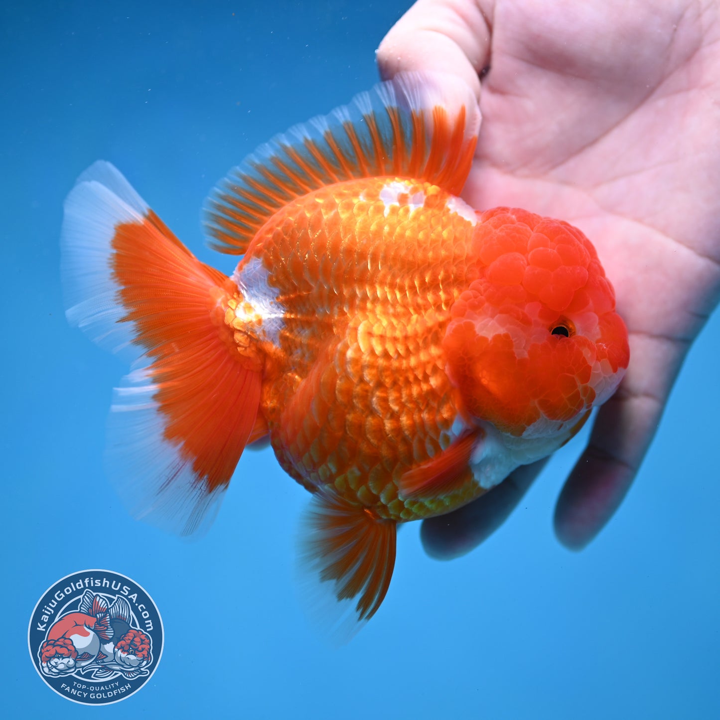 AAA Grade Red White Oranda 4 inch Body (260227_OR12)