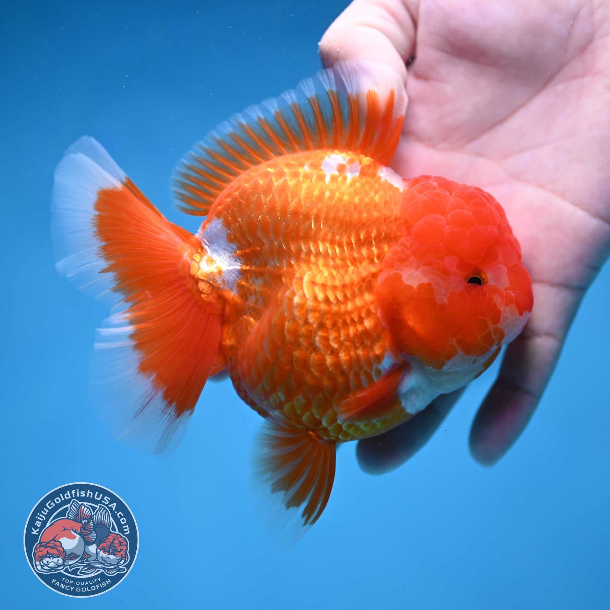 AAA Grade Red White Oranda 4 inch Body (260227_OR12)