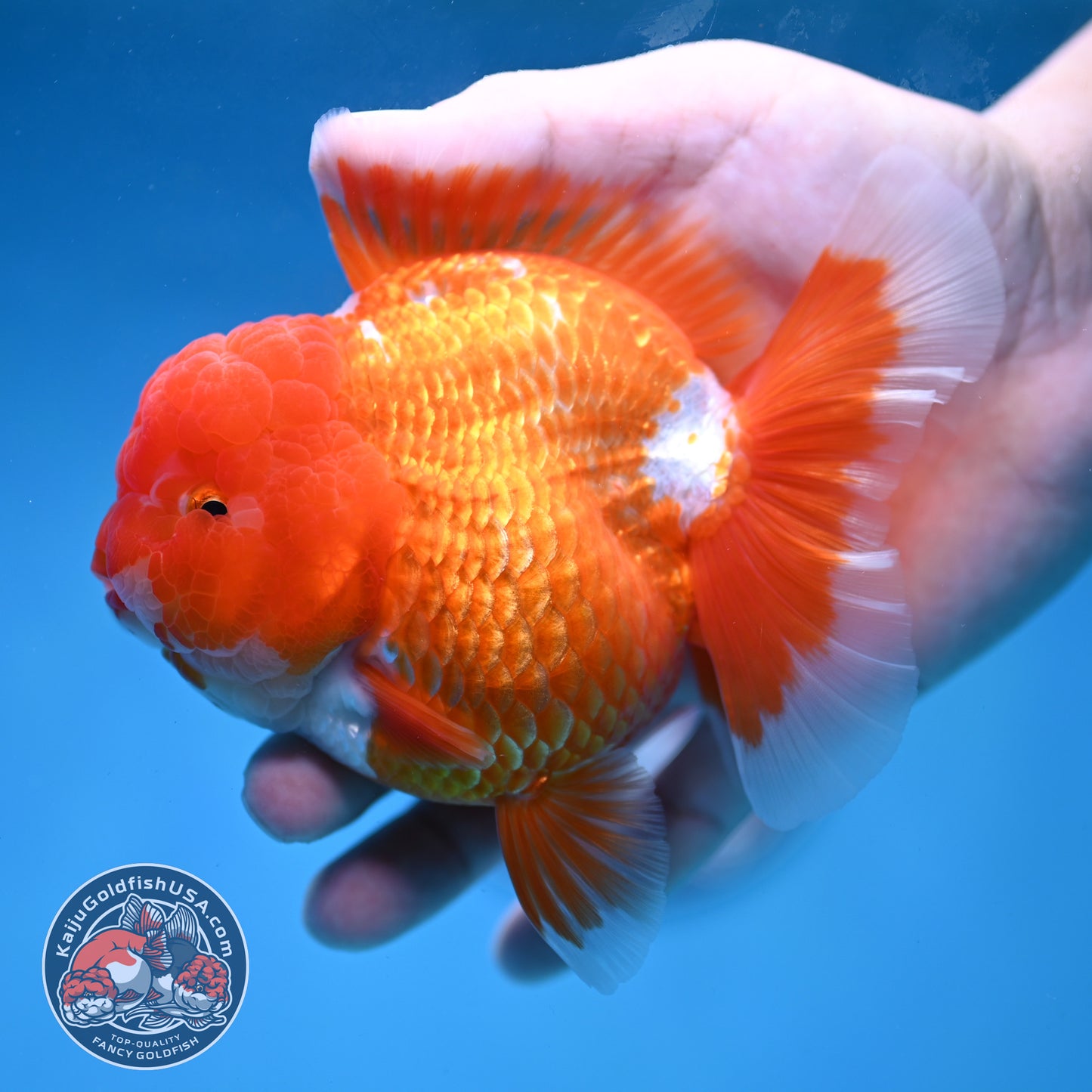 AAA Grade Red White Oranda 4 inch Body (260227_OR12)