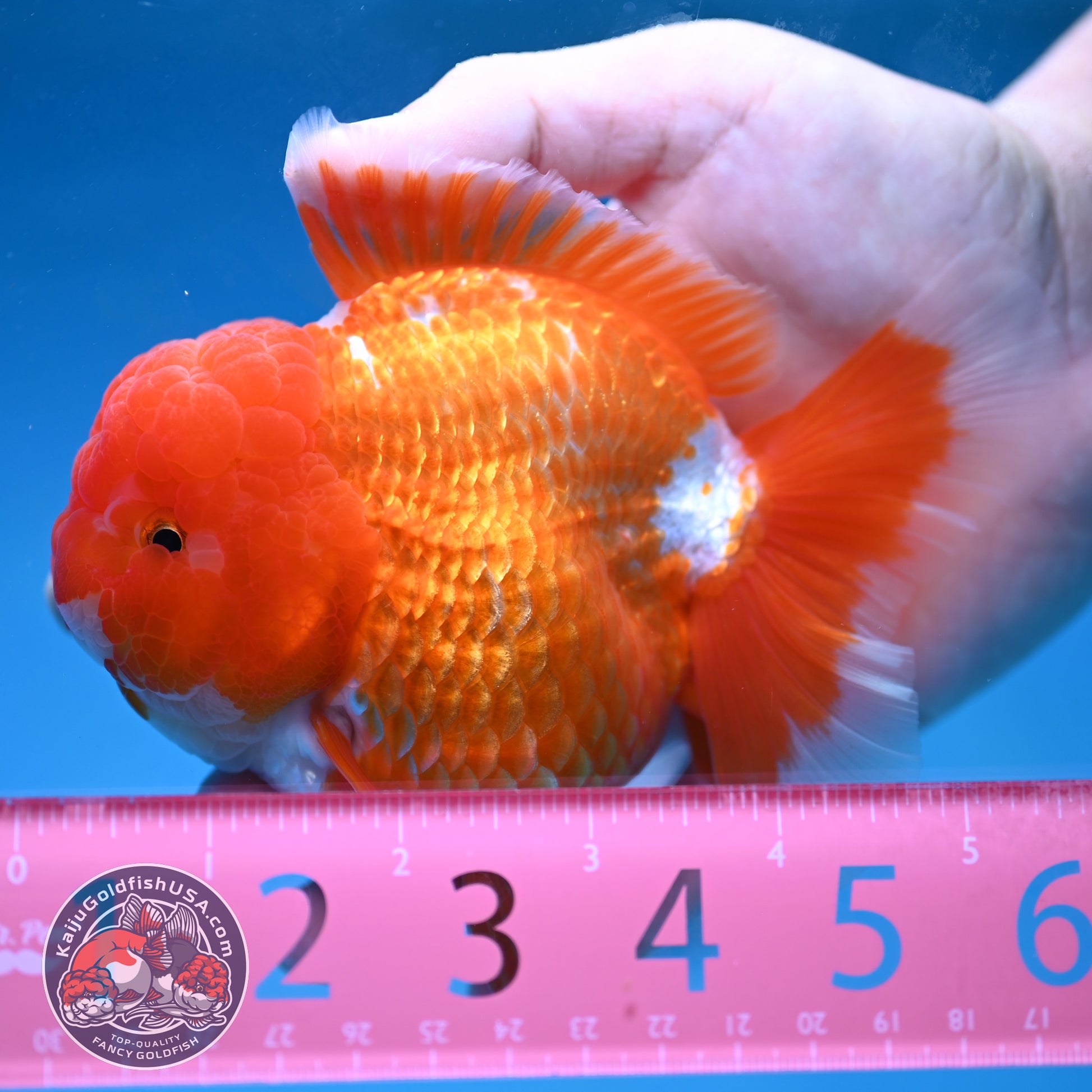 AAA Grade Red White Oranda 4 inch Body (260227_OR12)