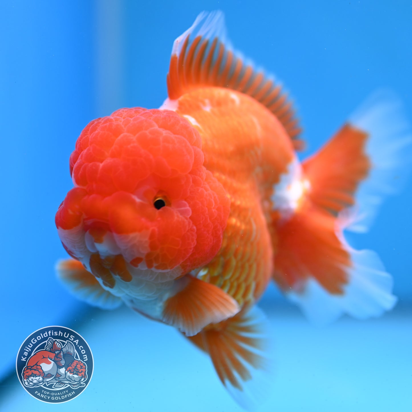 AAA Grade Red White Oranda 4 inch Body (260227_OR12)