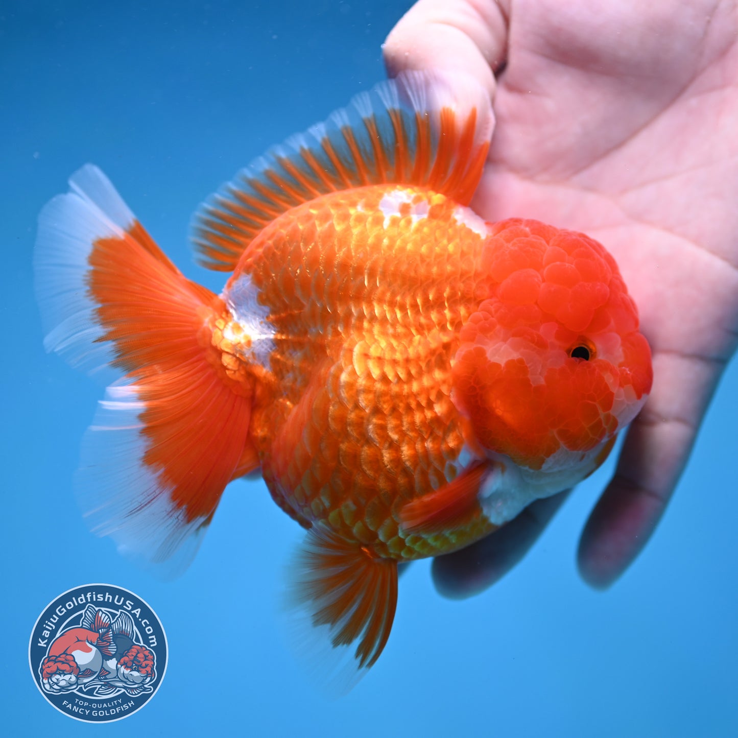 AAA Grade Red White Oranda 4 inch Body (260227_OR12)