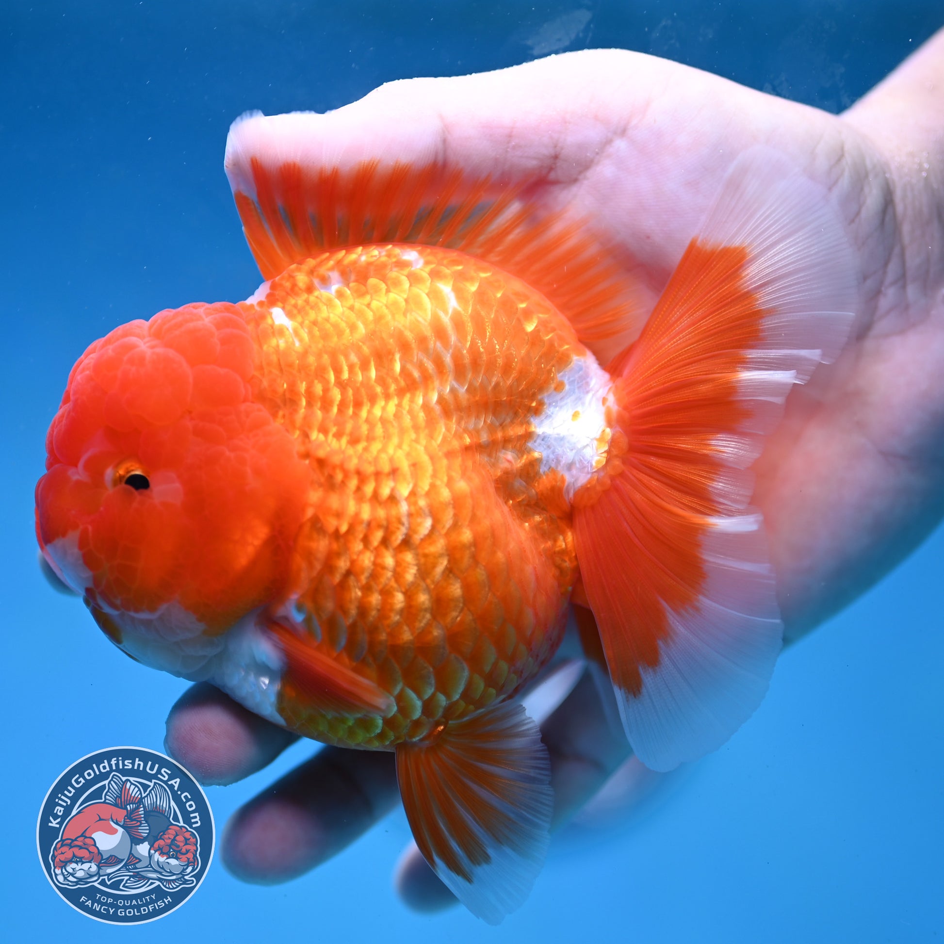 AAA Grade Red White Oranda 4 inch Body (260227_OR12)