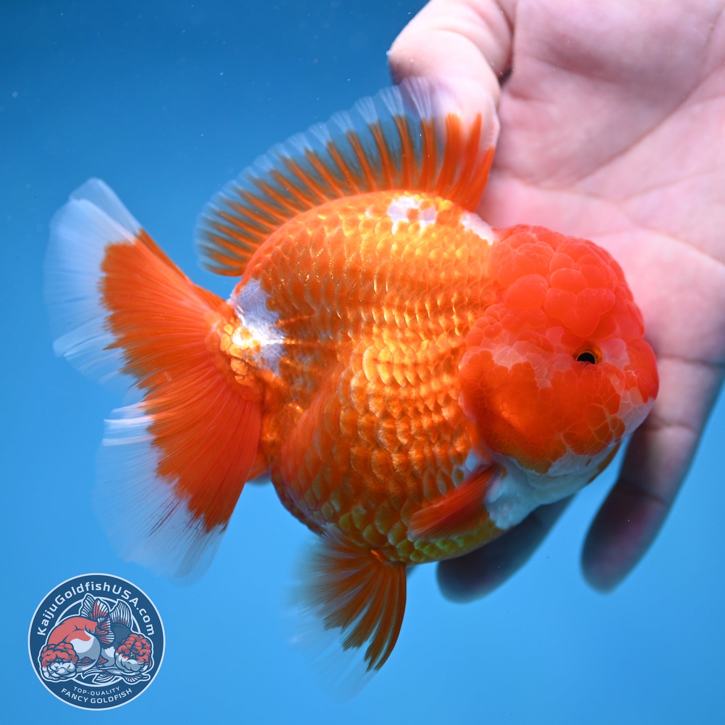 AAA Grade Red White Oranda 4 inch Body (260227_OR12)