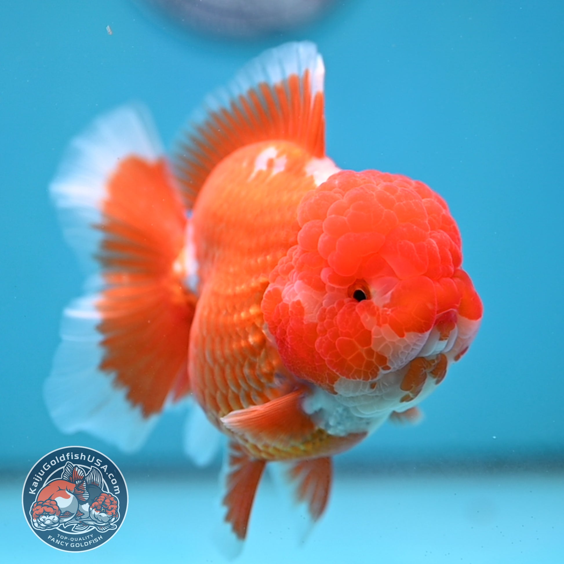 AAA Grade Red White Oranda 4 inch Body (260227_OR12)
