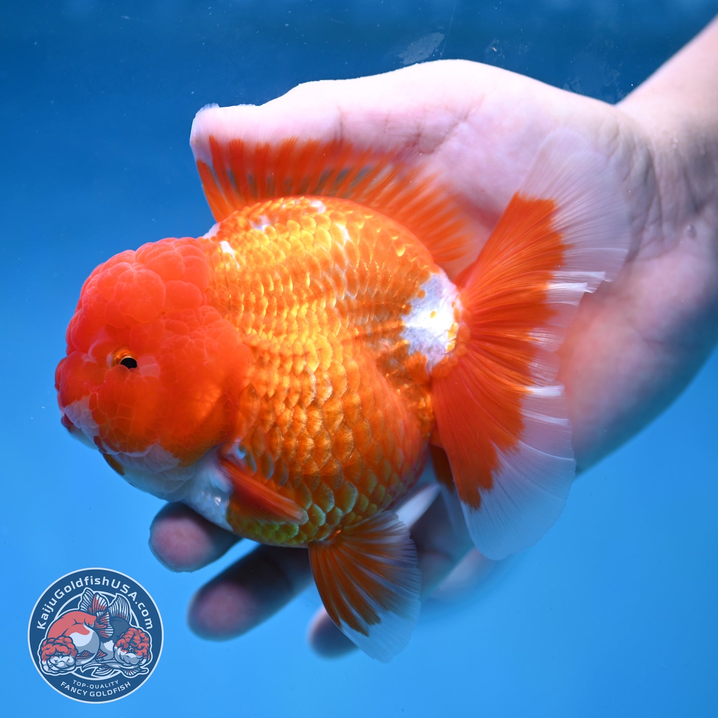 AAA Grade Red White Oranda 4 inch Body (260227_OR12)