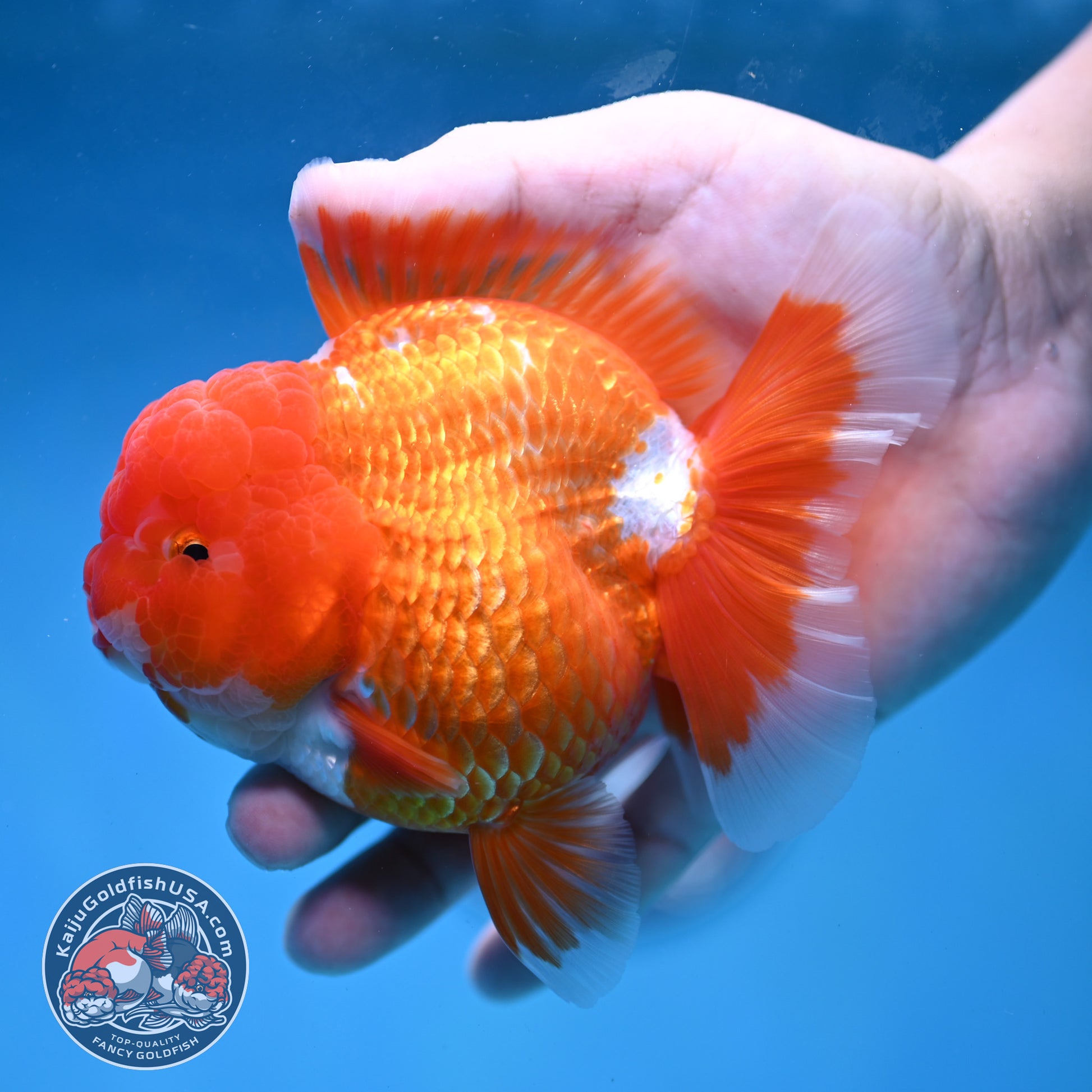 AAA Grade Red White Oranda 4 inch Body (260227_OR12)