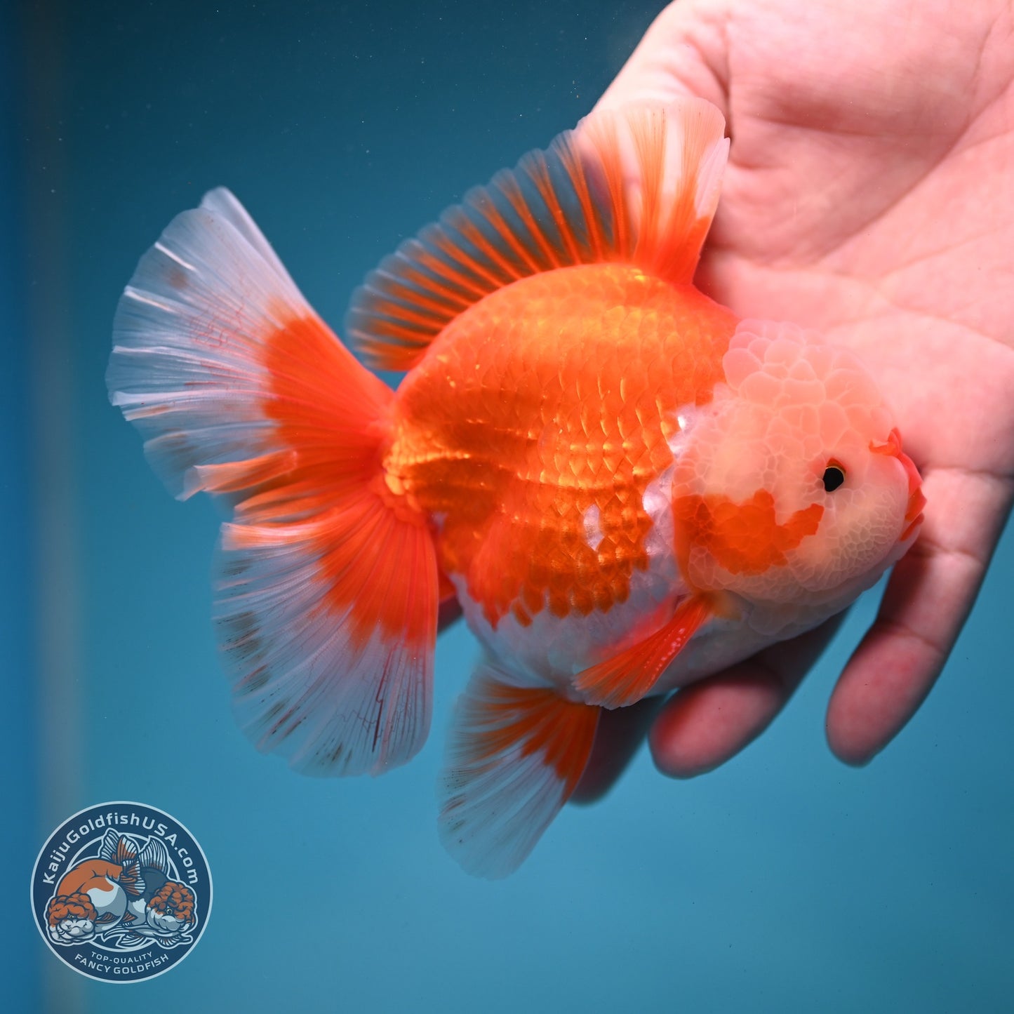 AAA Grade Red White Rose Tail Oranda 4 inch Body (260821_OR24)