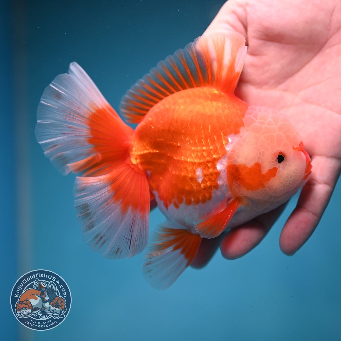 AAA Grade Red White Rose Tail Oranda 4 inch Body (260821_OR24)