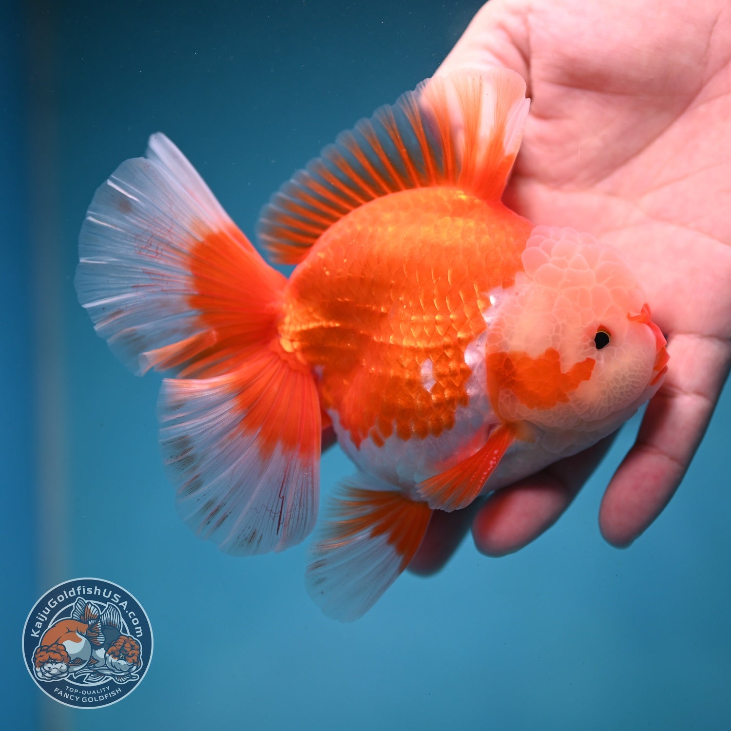 AAA Grade Red White Rose Tail Oranda 4 inch Body (260821_OR24)