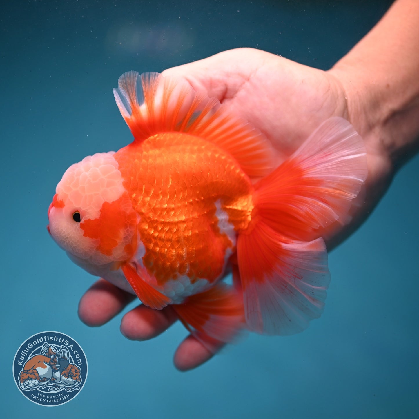 AAA Grade Red White Rose Tail Oranda 4 inch Body (260821_OR24)