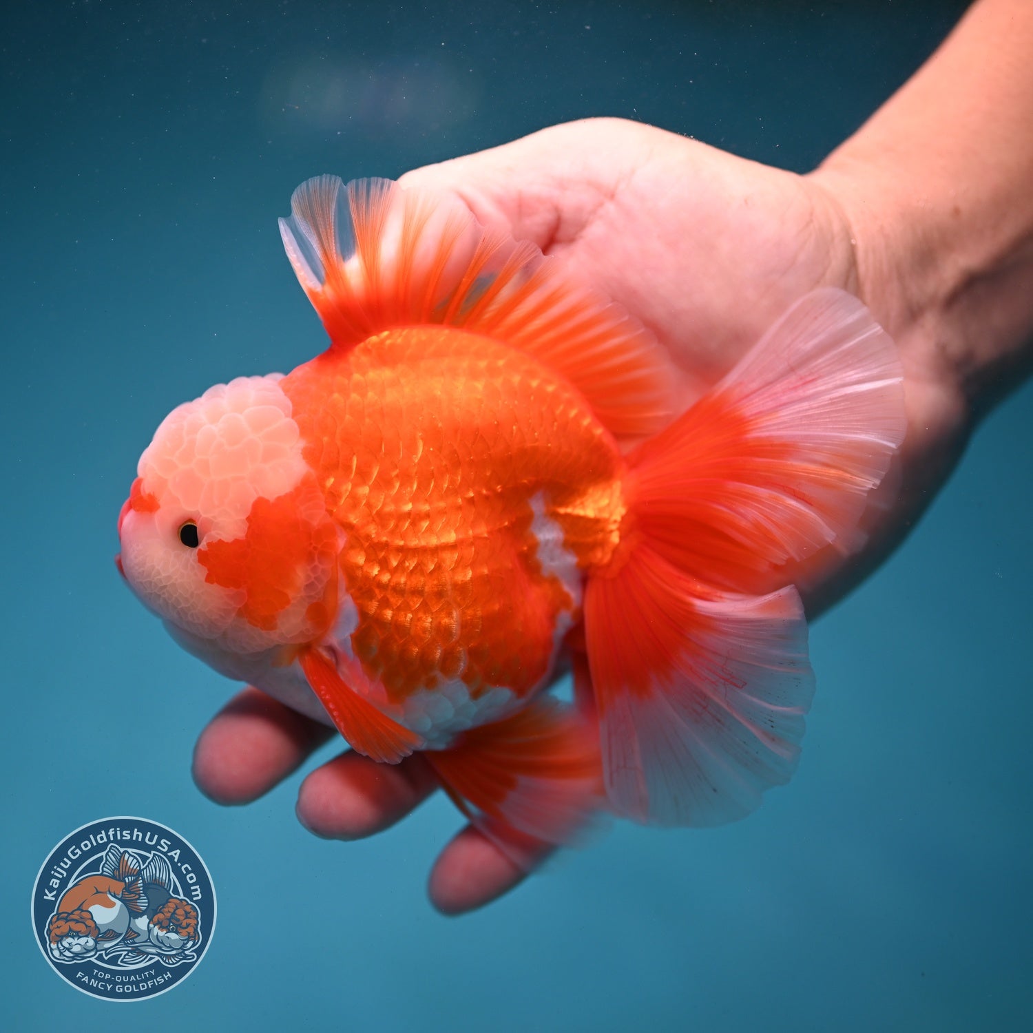AAA Grade Red White Rose Tail Oranda 4 inch Body (260821_OR24)