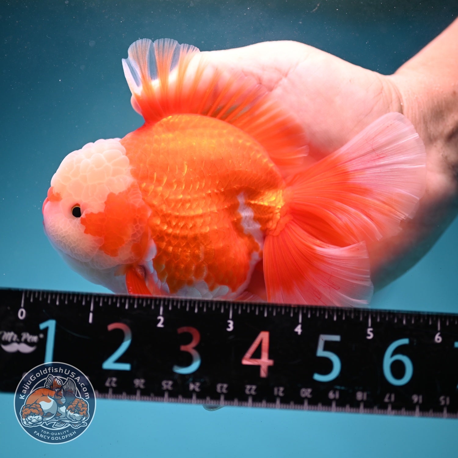 AAA Grade Red White Rose Tail Oranda 4 inch Body (260821_OR24)