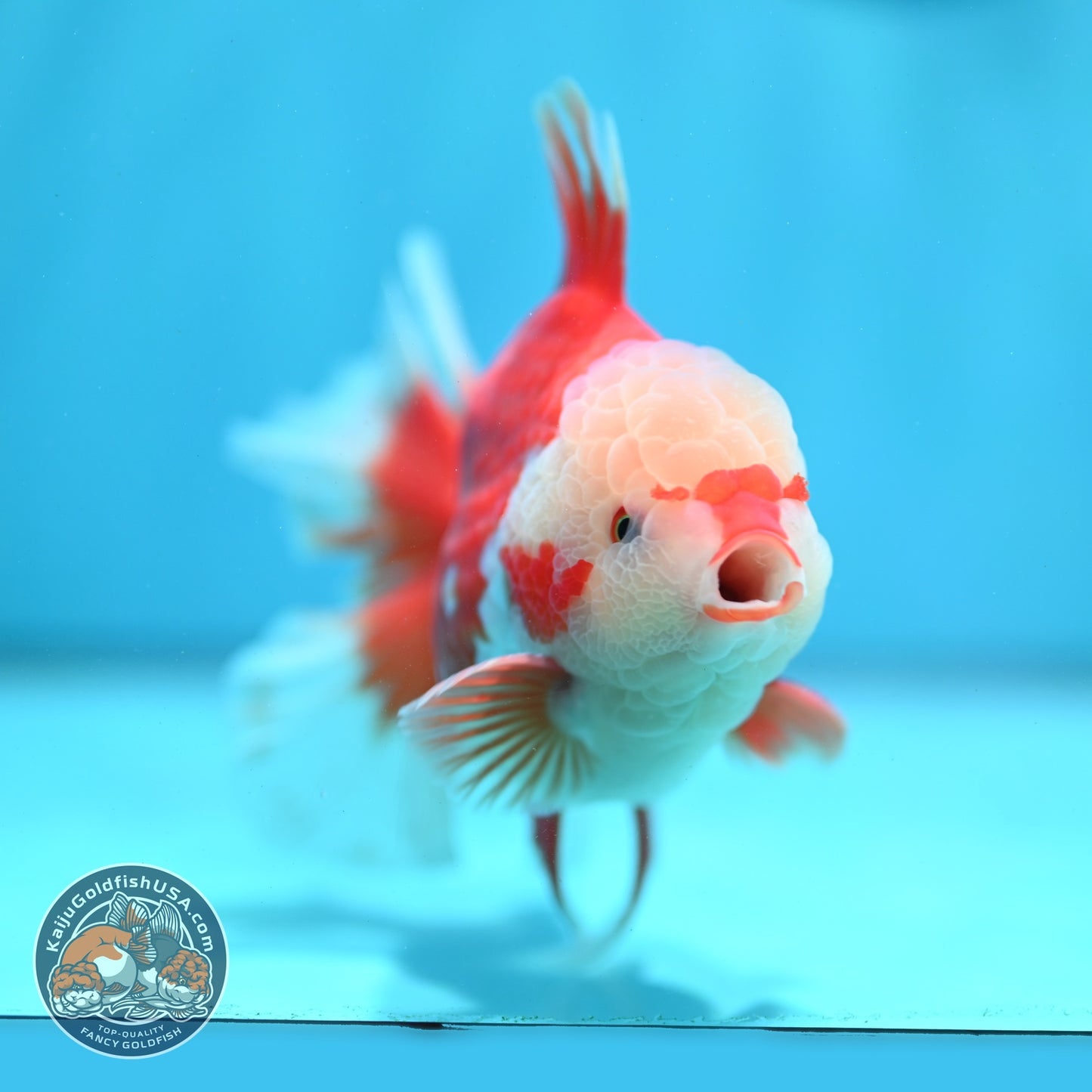 AAA Grade Red White Rose Tail Oranda 4 inch Body (260821_OR24)