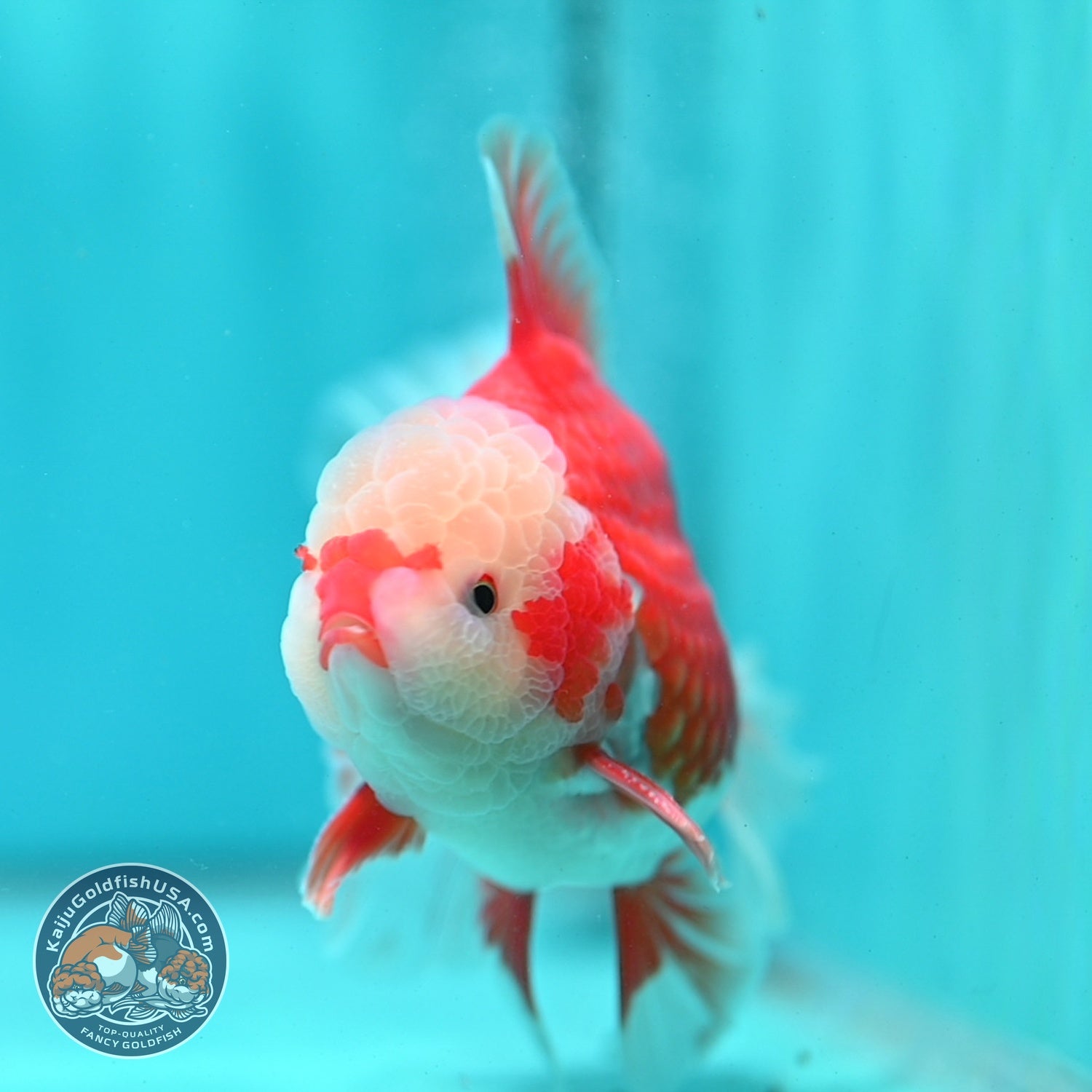 AAA Grade Red White Rose Tail Oranda 4 inch Body (260821_OR24)