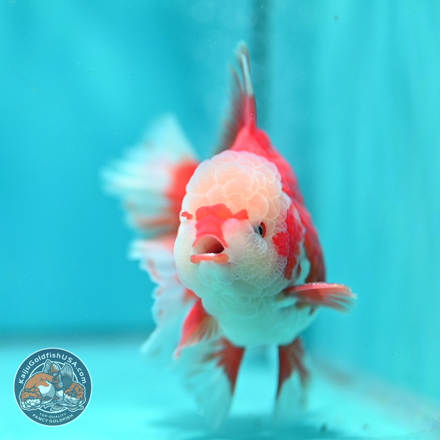 AAA Grade Red White Rose Tail Oranda 4 inch Body (260821_OR24)