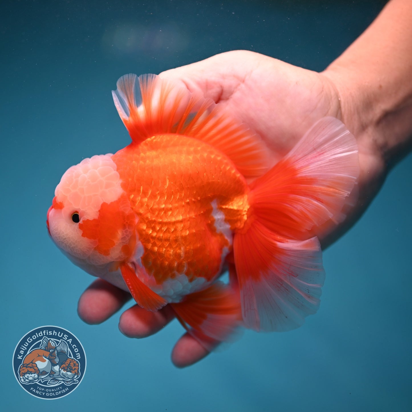 AAA Grade Red White Rose Tail Oranda 4 inch Body (260821_OR24)