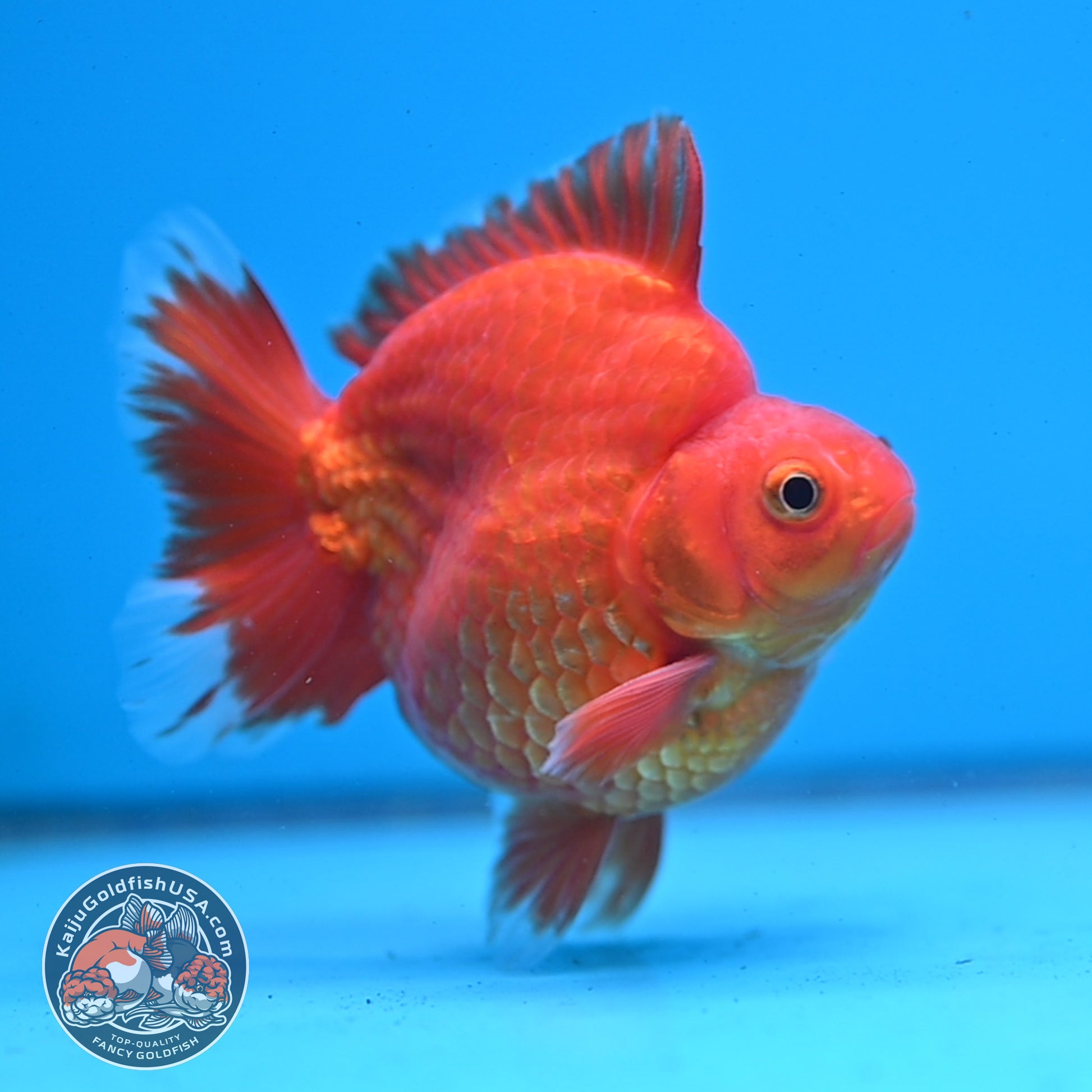 AAA Grade Red White Ryukin 3.5 inch Body (251031_RY06)