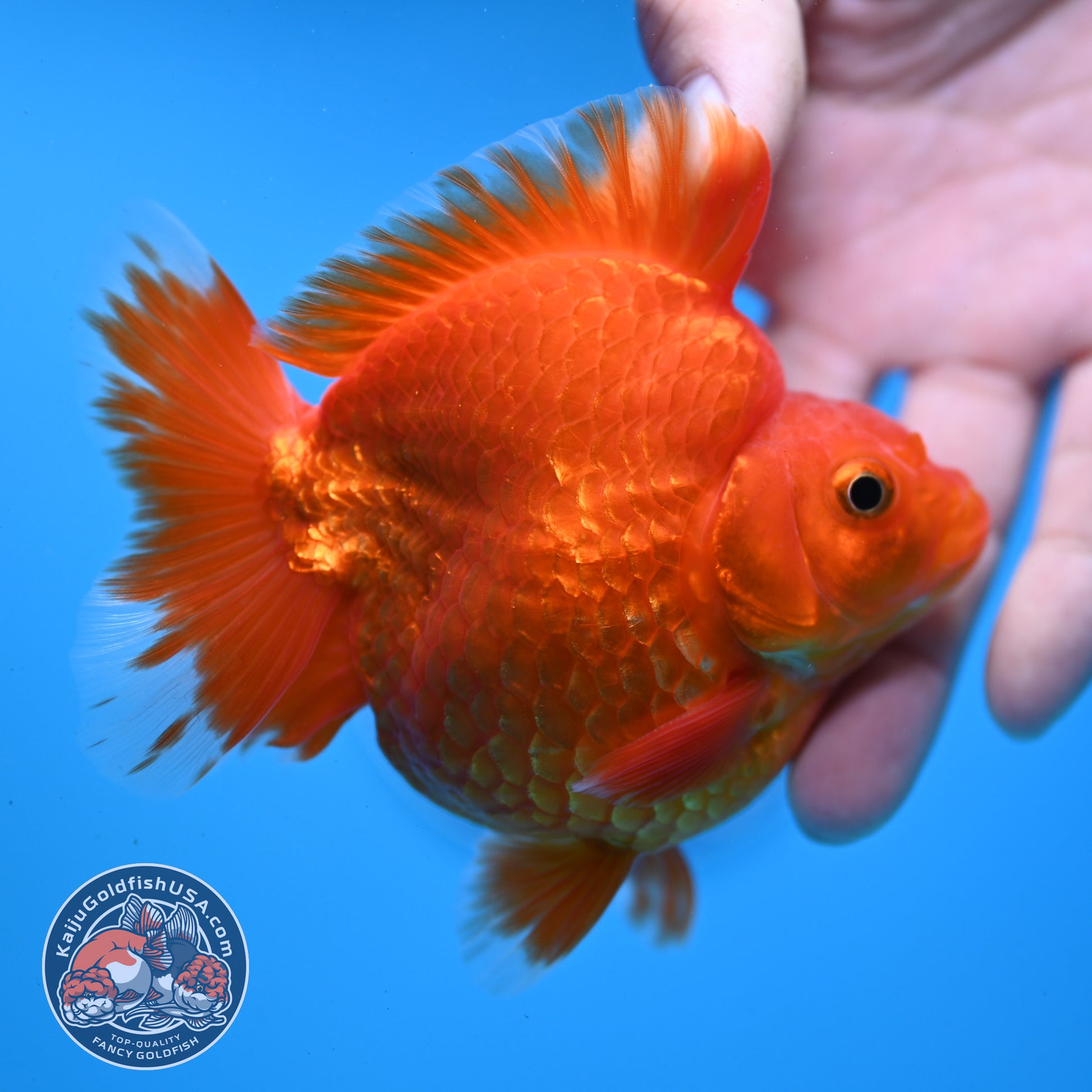 AAA Grade Red White Ryukin 3.5 inch Body (251031_RY06)
