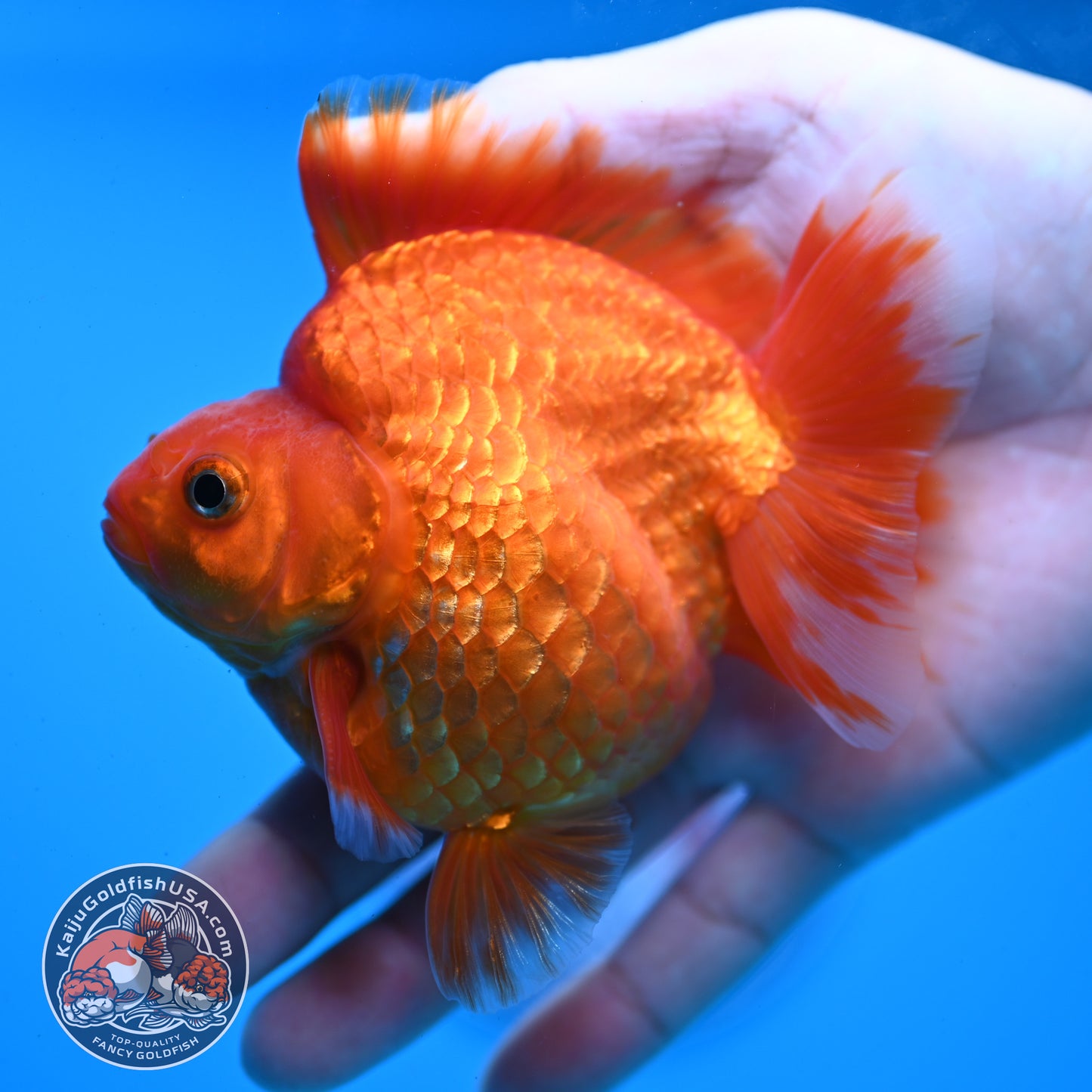 AAA Grade Red White Ryukin 3.5 inch Body (251031_RY06)