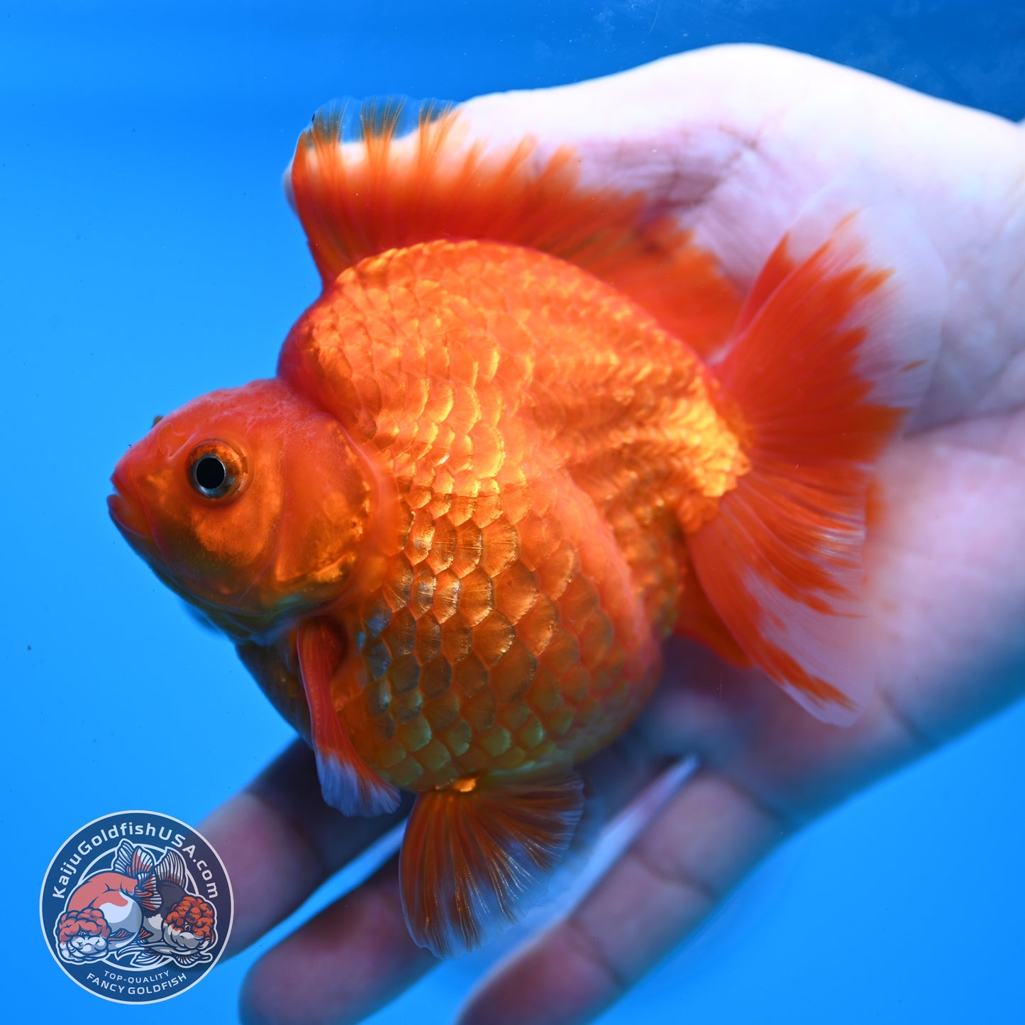 AAA Grade Red White Ryukin 3.5 inch Body (251031_RY06)