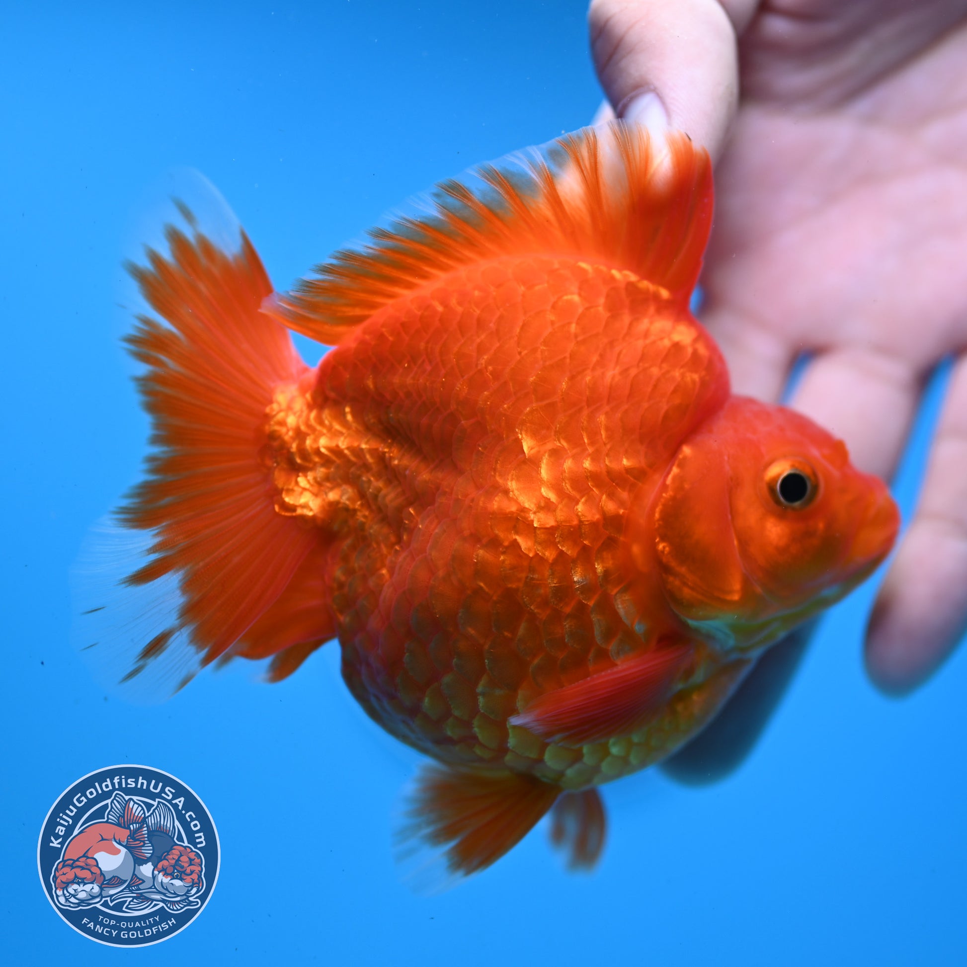 AAA Grade Red White Ryukin 3.5 inch Body (251031_RY06)